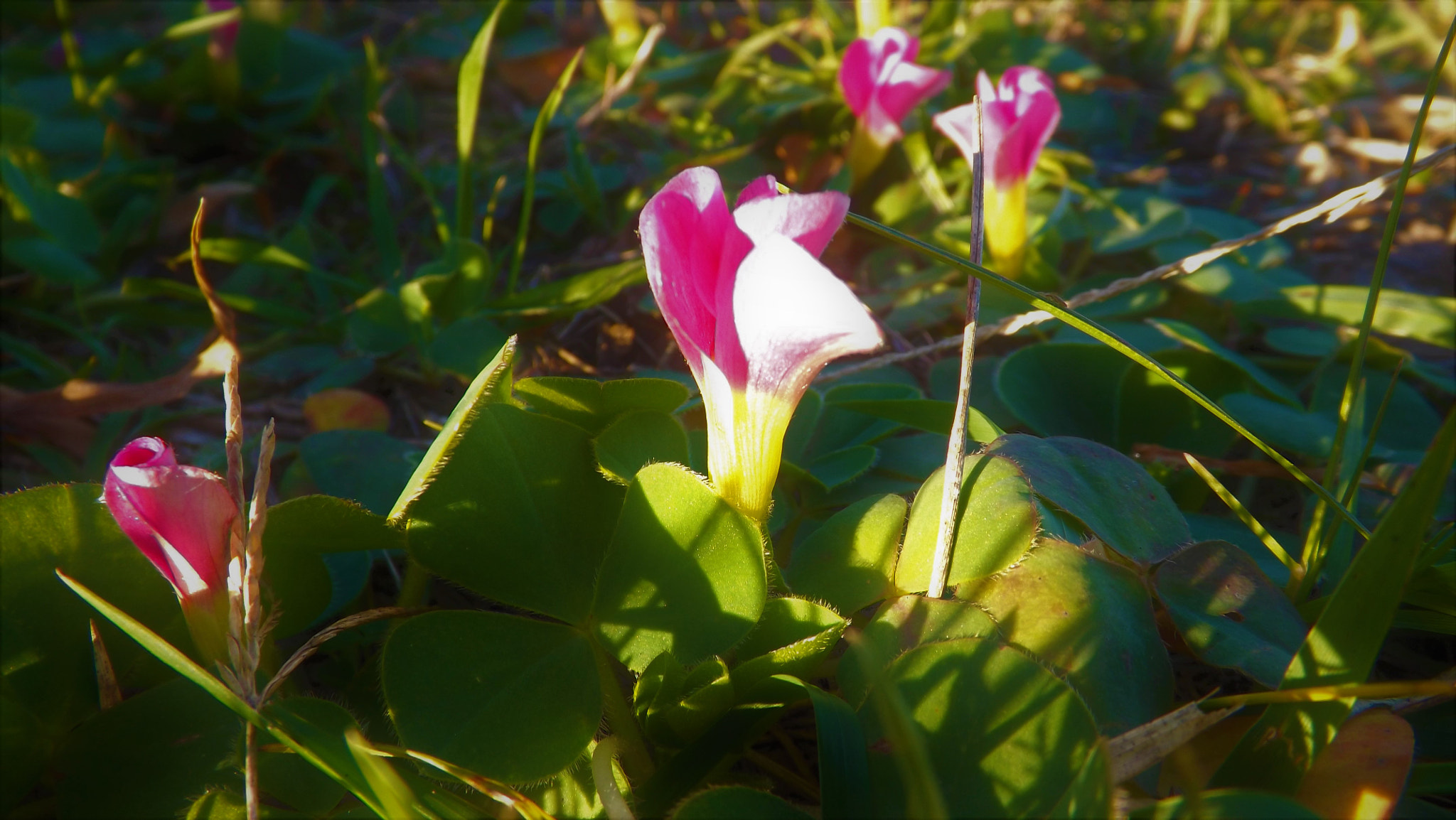 Fujifilm FinePix SL245 sample photo. Flower photography