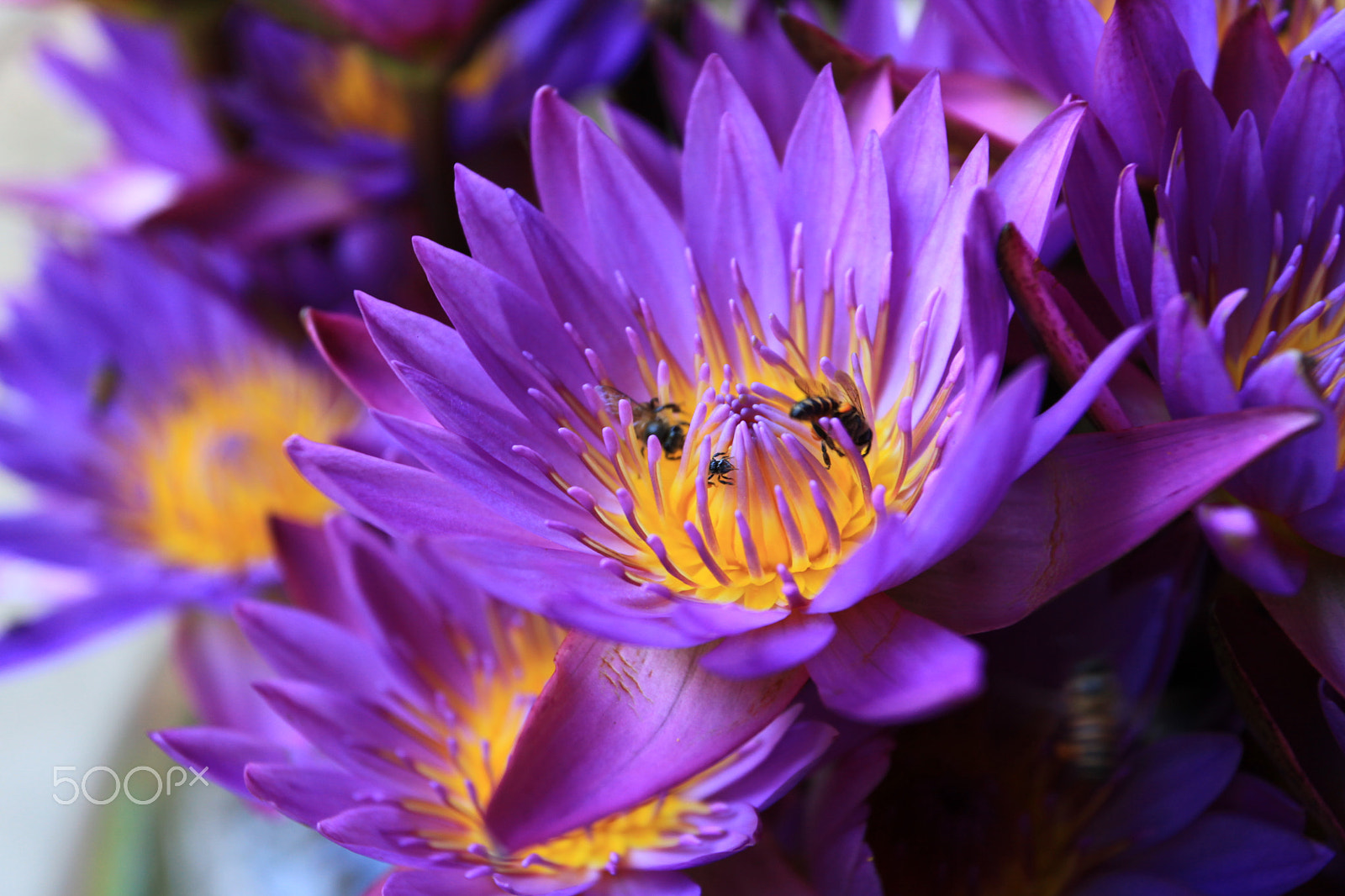 Canon EF 17-40mm F4L USM sample photo. Water lilly photography