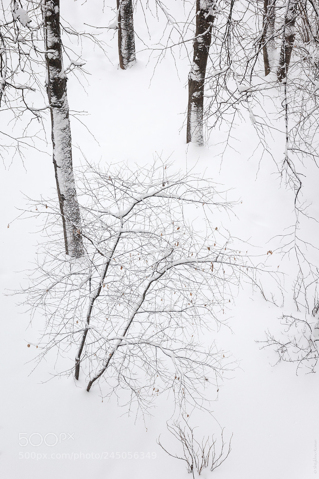 Canon EOS 60D sample photo. Winter graphics photography