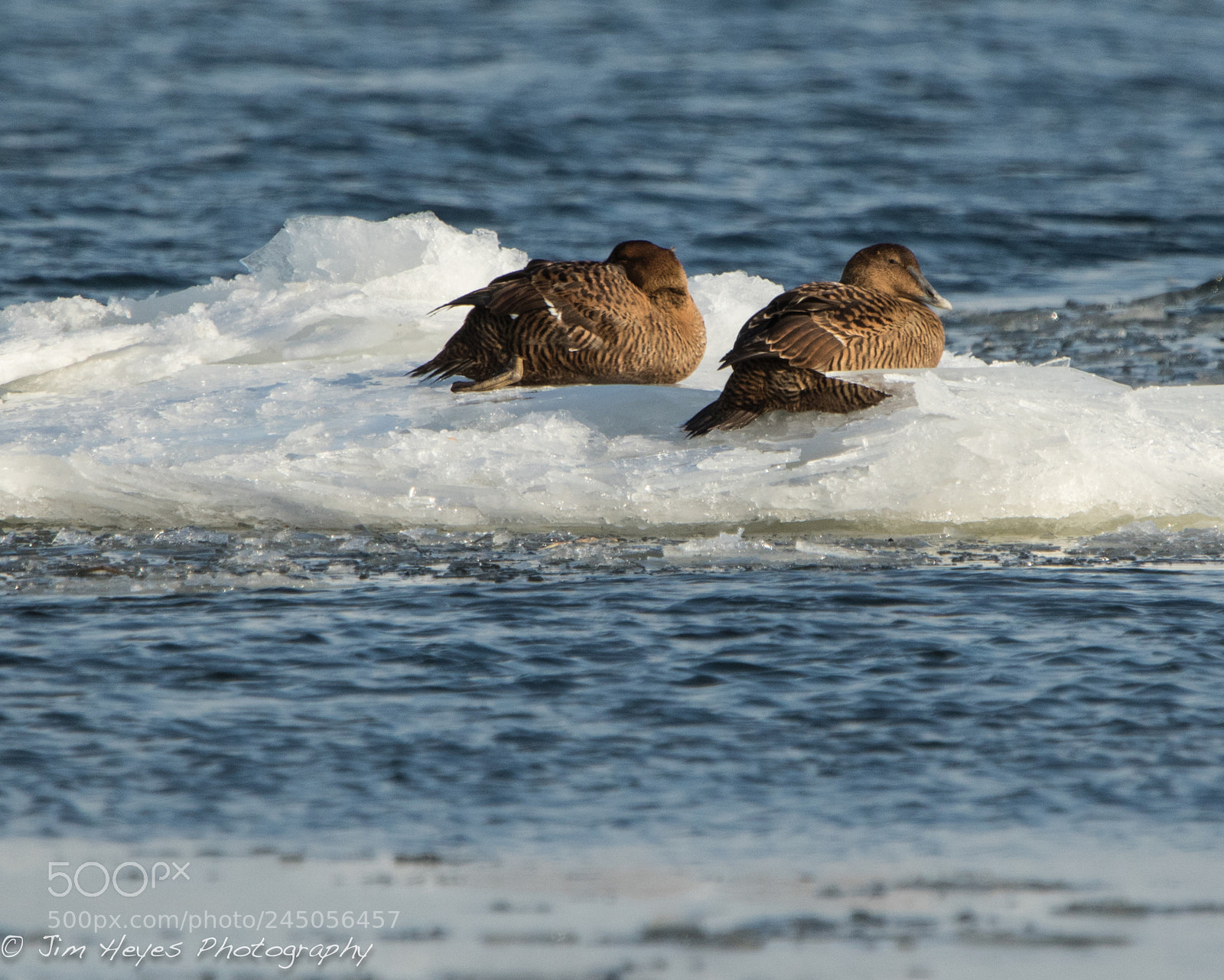 Canon EOS 7D Mark II sample photo. Female eider cillin' photography