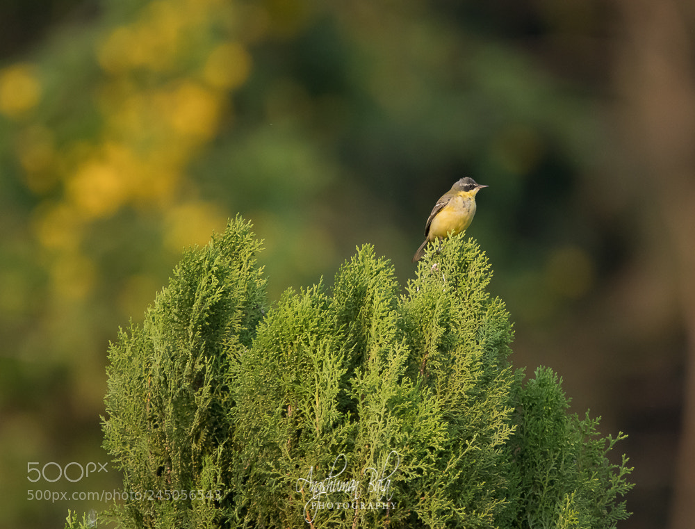 Nikon D500 sample photo. Cute :) photography