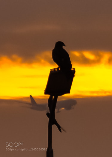 Nikon D5100 sample photo. Sunrise eagle photography