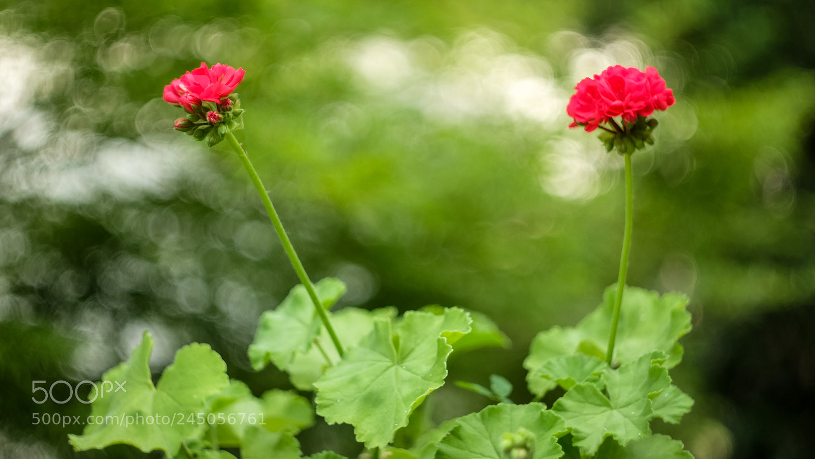 Fujifilm X-A1 sample photo. Untitled photography