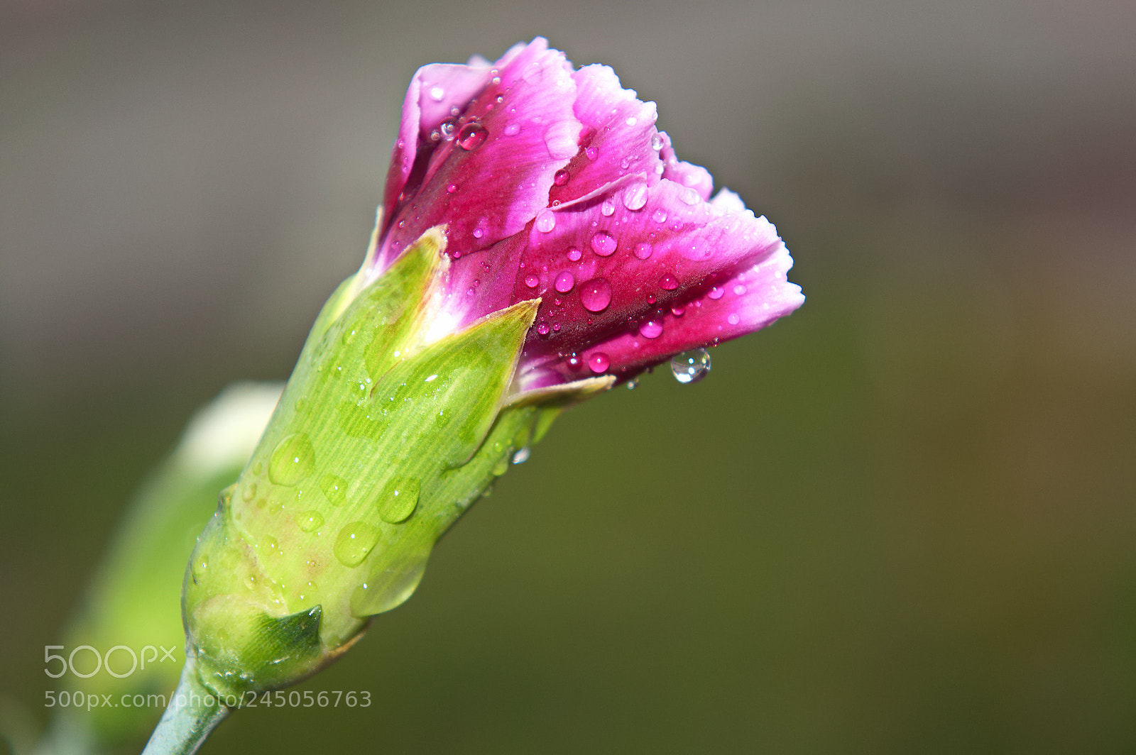 Nikon D3200 sample photo. Single carnation photography