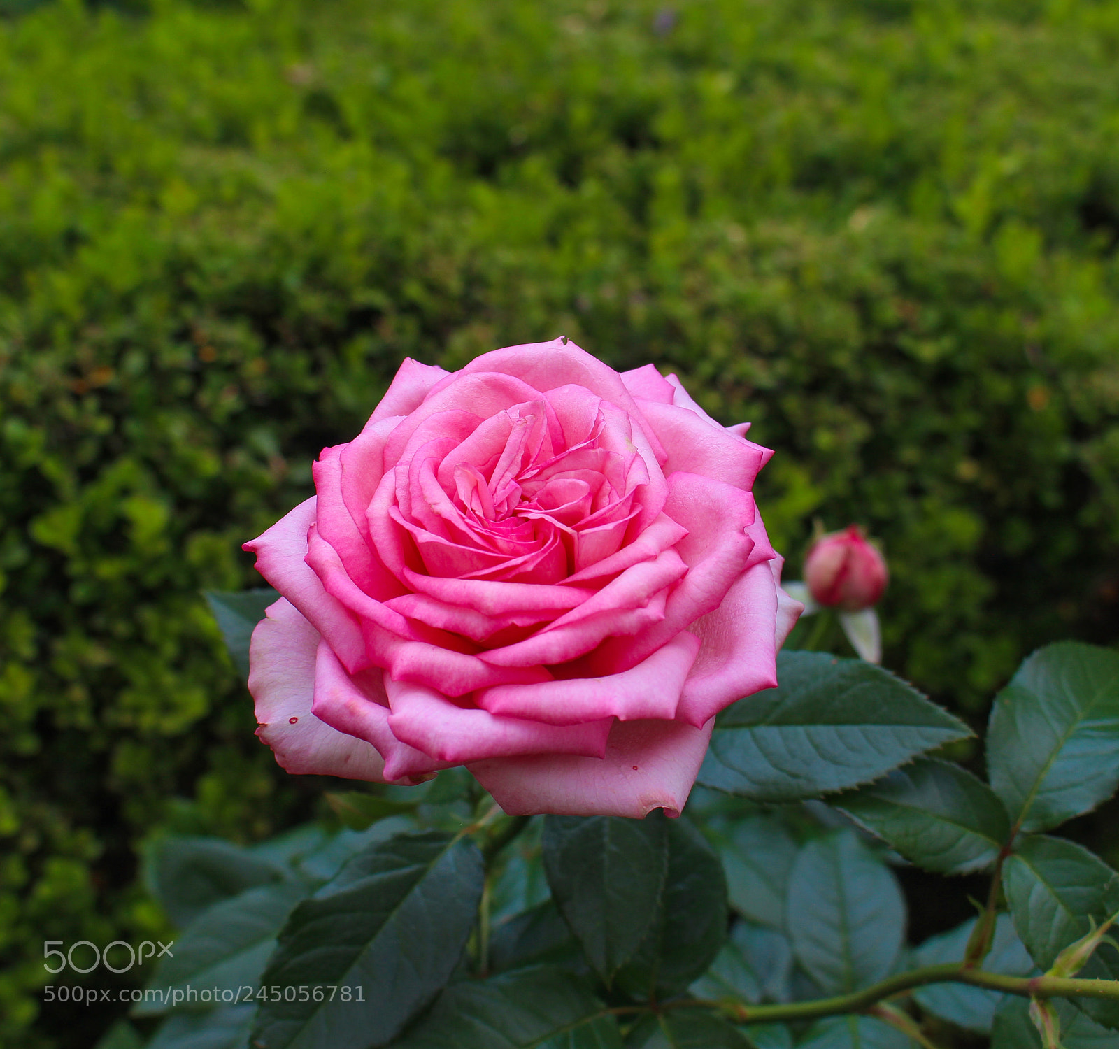 Canon EOS 700D (EOS Rebel T5i / EOS Kiss X7i) sample photo. Rose. photography