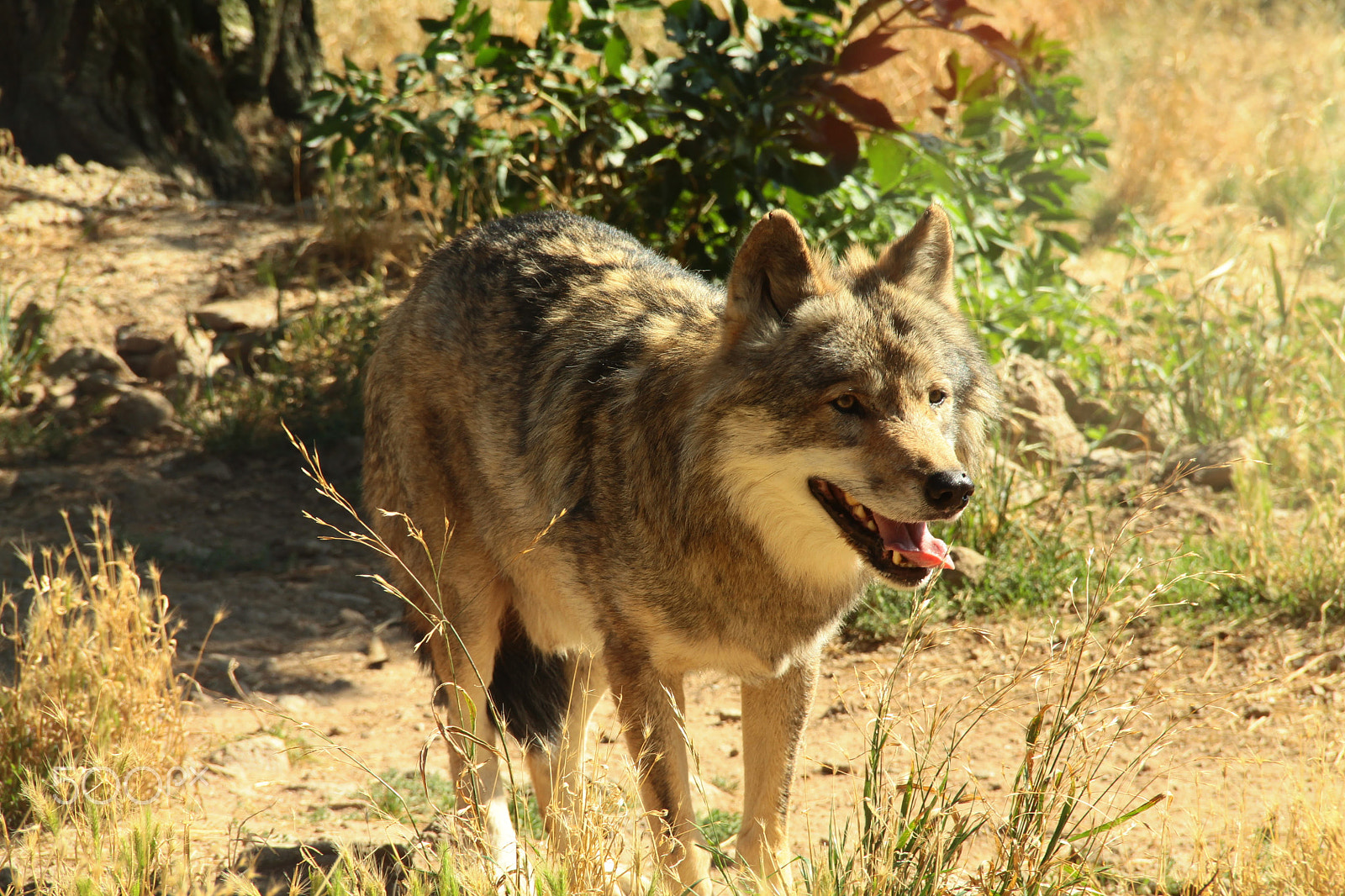 Canon EF-S 18-135mm F3.5-5.6 IS sample photo. Loup photography