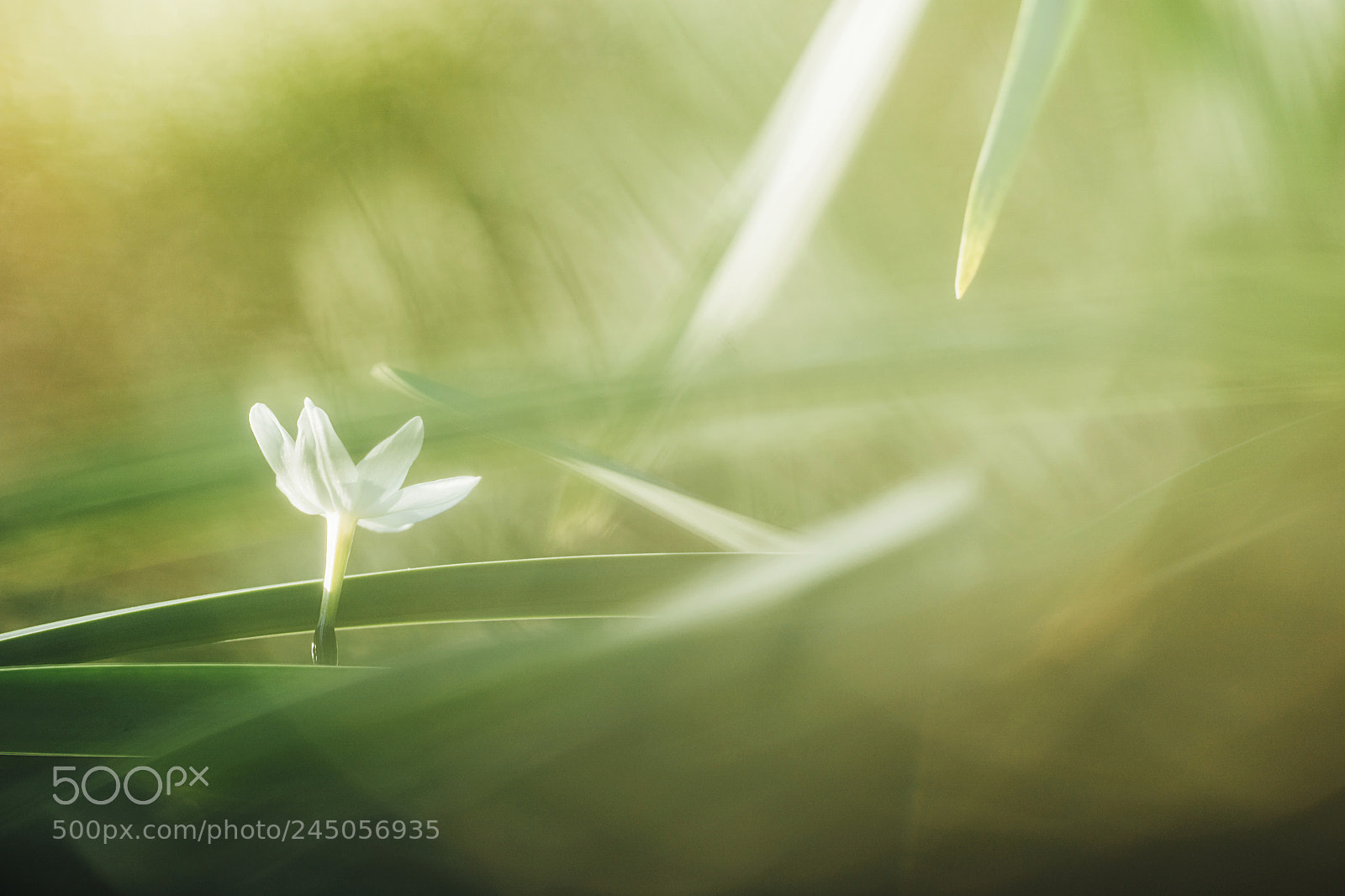 Sony a9 sample photo. Dreaming little narcissus photography