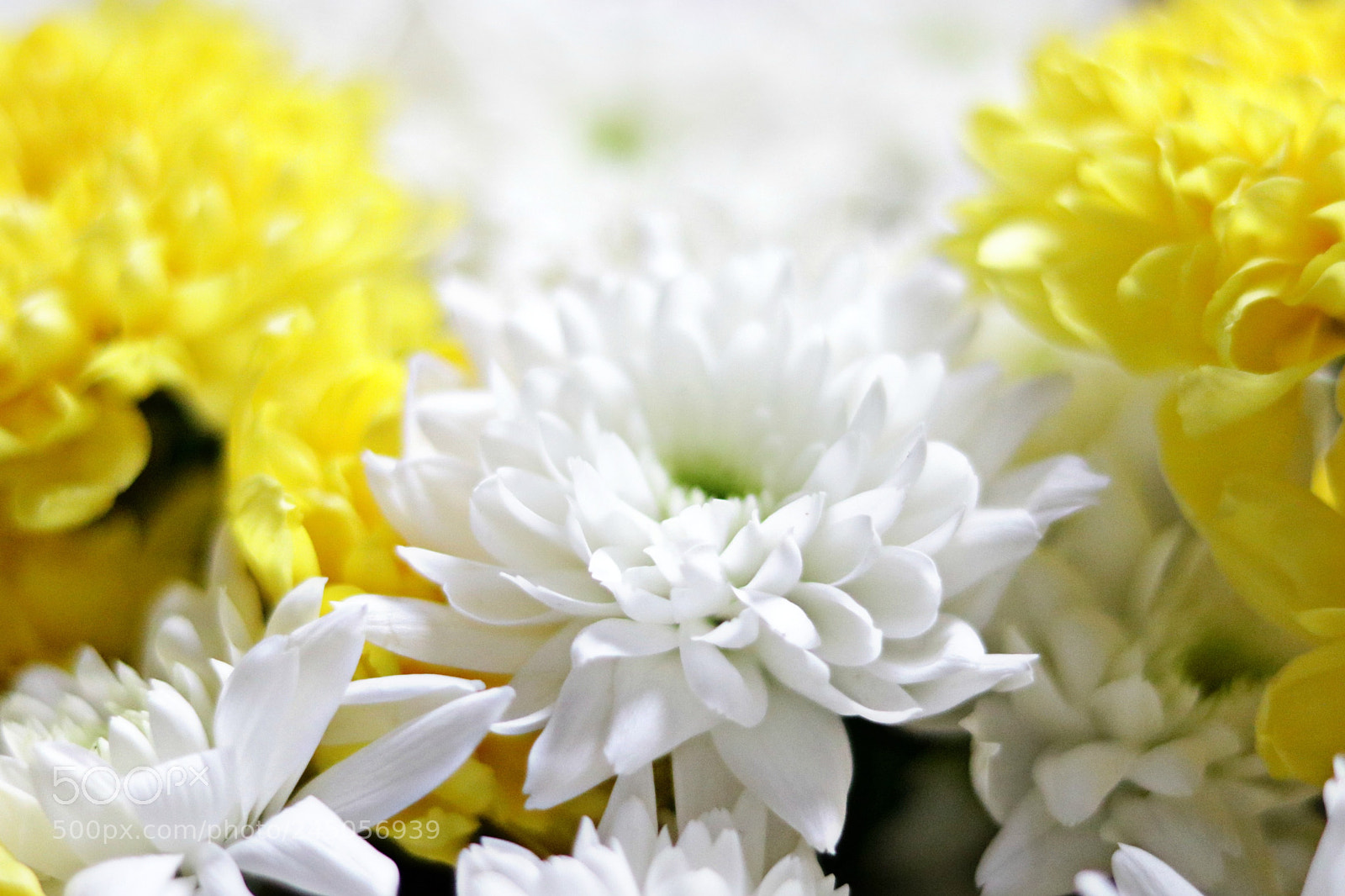 Canon EOS 750D (EOS Rebel T6i / EOS Kiss X8i) + Canon EF 50mm F1.8 STM sample photo. Flower shot photography