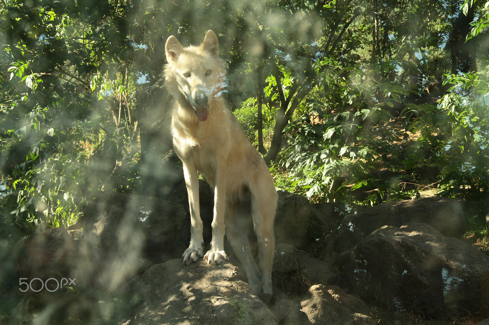 Canon EF-S 18-135mm F3.5-5.6 IS sample photo. Loup blanc photography
