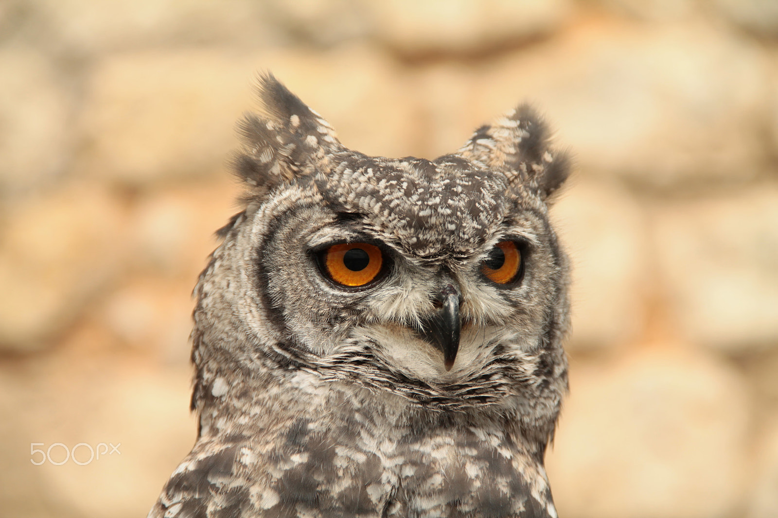 Canon EF-S 18-135mm F3.5-5.6 IS sample photo. Hibou photography
