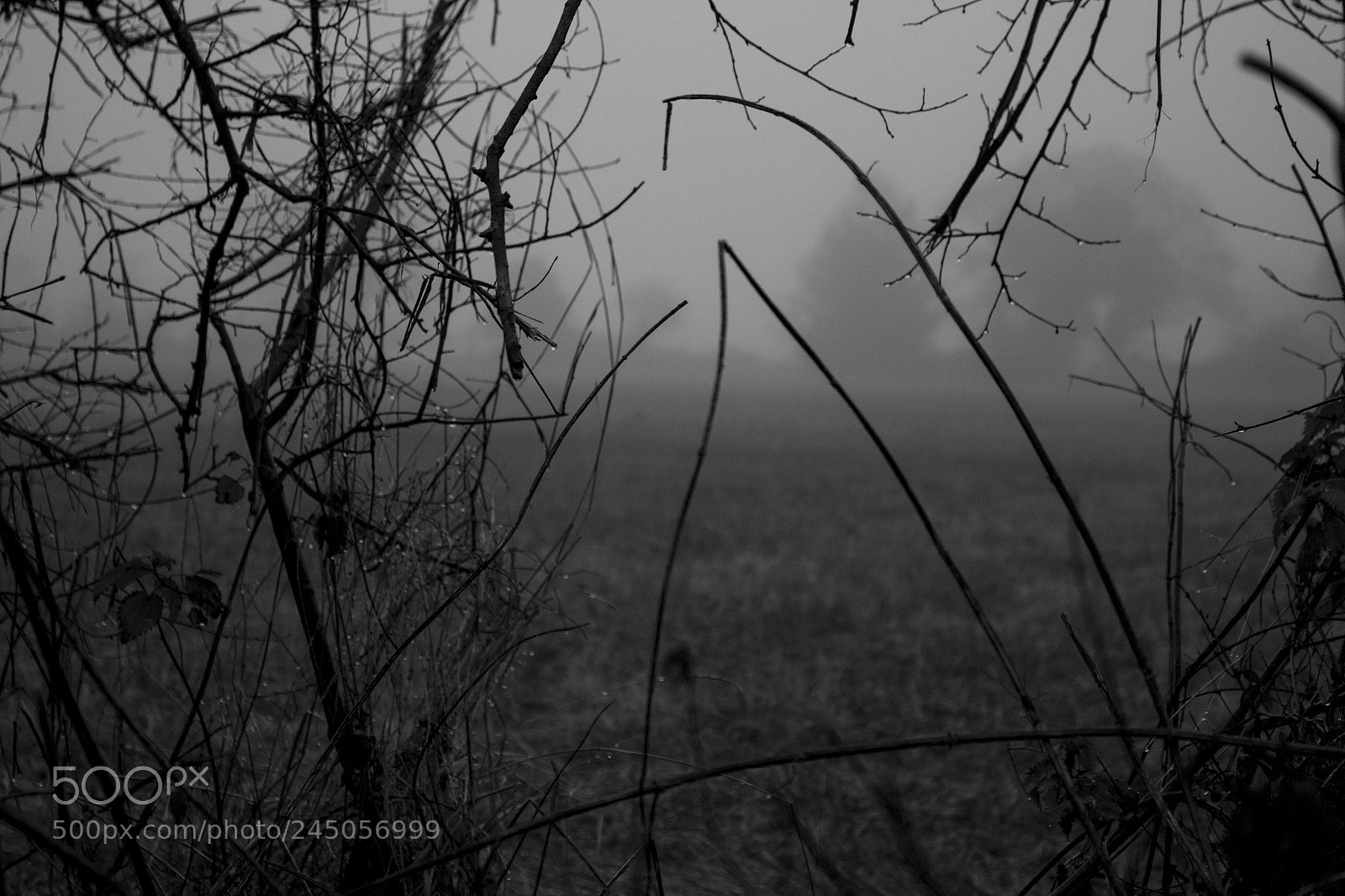 Canon EOS 100D (EOS Rebel SL1 / EOS Kiss X7) sample photo. Foggy fields photography