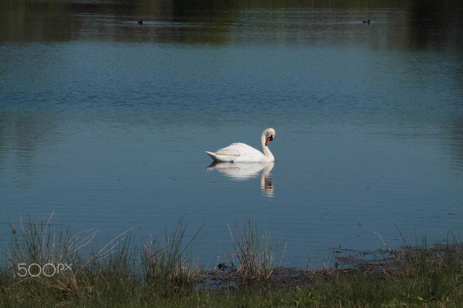 Canon EF-S 18-135mm F3.5-5.6 IS sample photo. Cygne photography