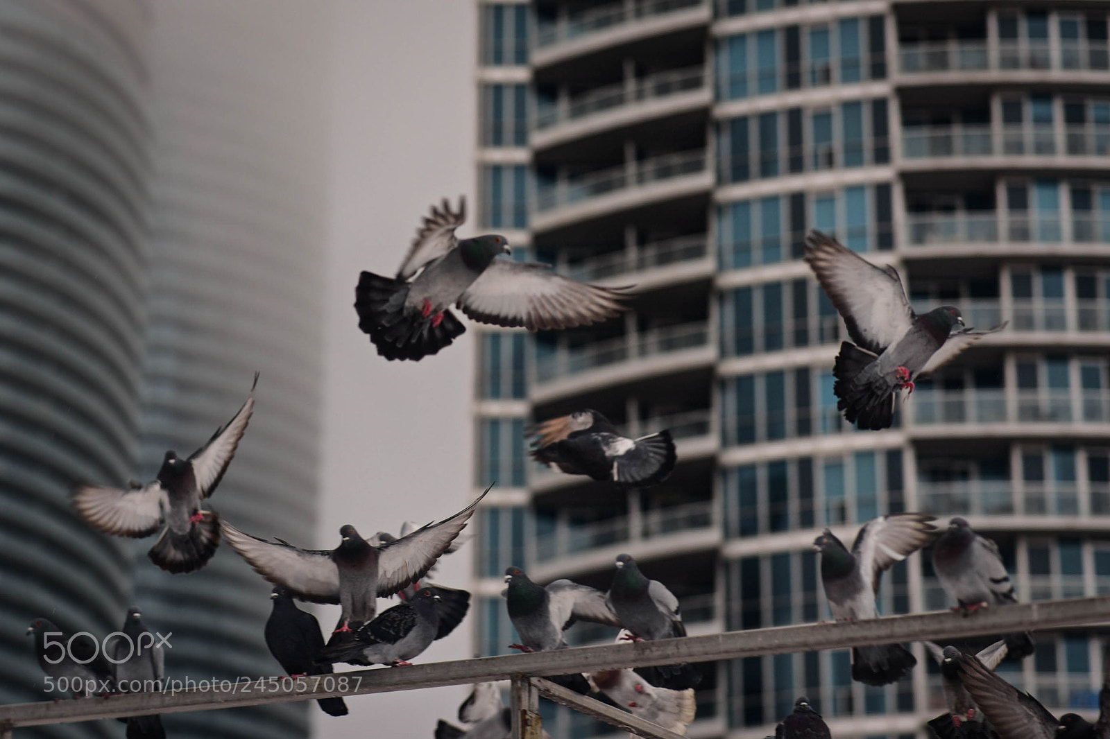 Nikon D810 sample photo. Flying in circles. photography