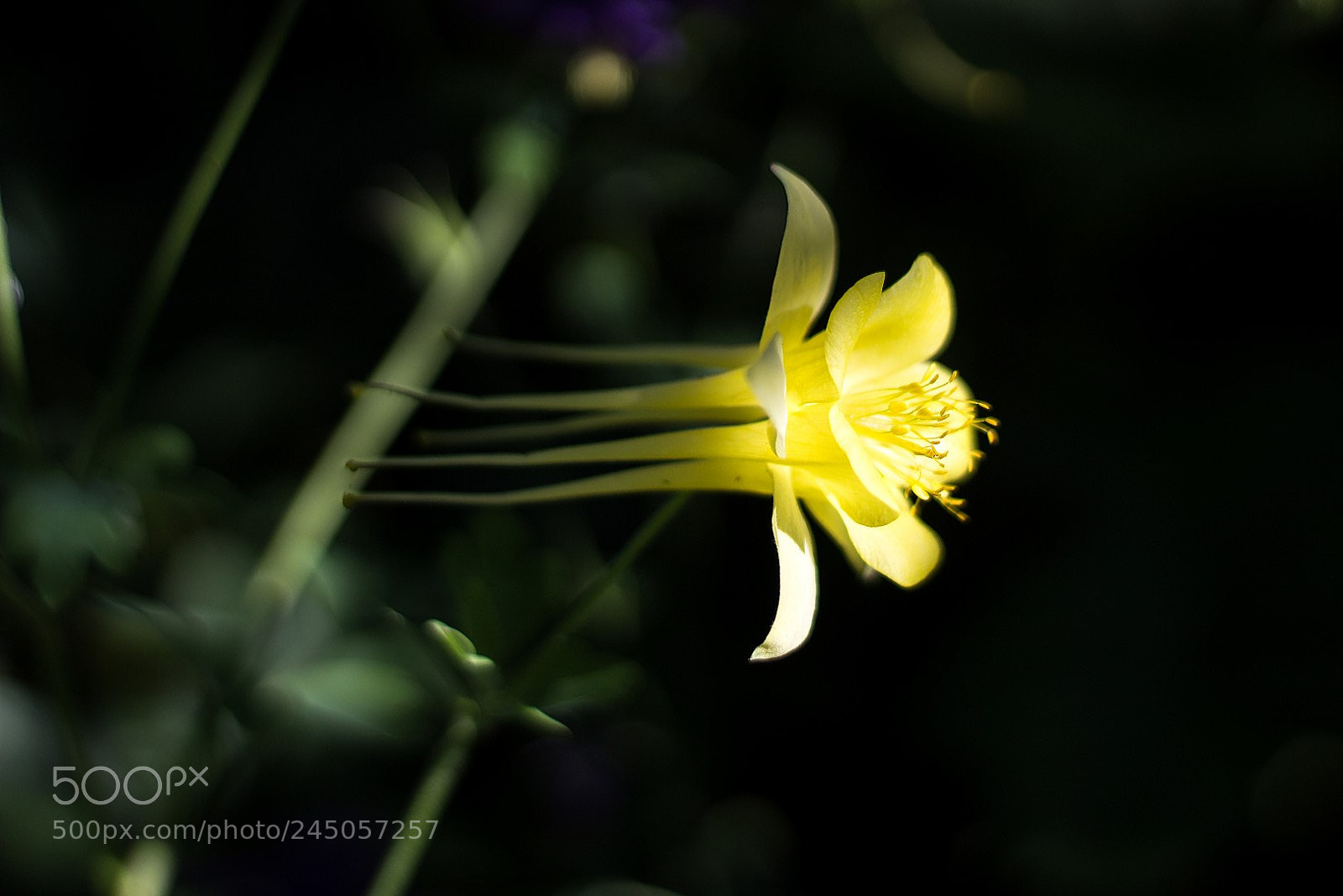 Canon EOS 1200D (EOS Rebel T5 / EOS Kiss X70 / EOS Hi) sample photo. Aquilegia photography