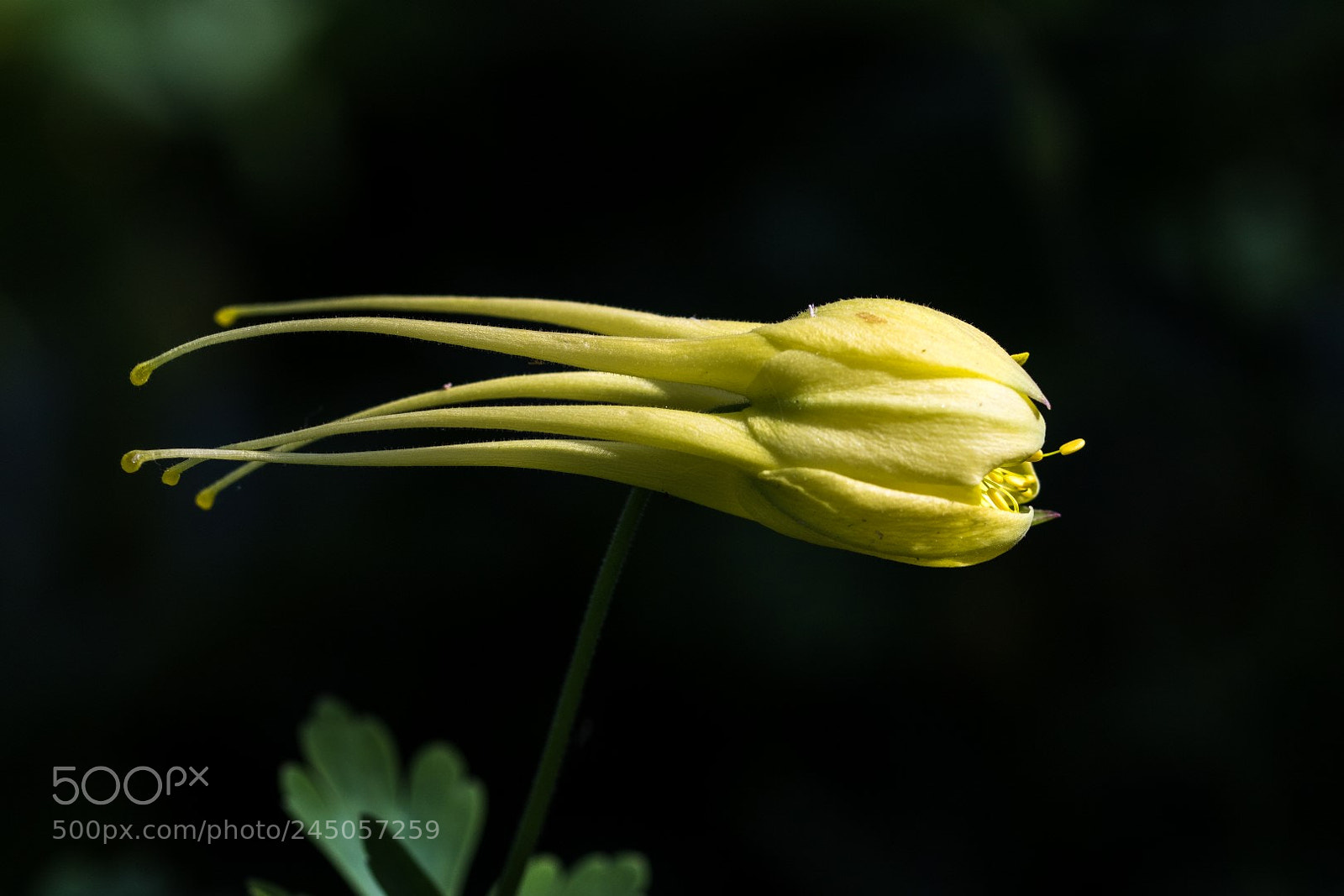 Canon EOS 7D Mark II sample photo. Aquilegia photography