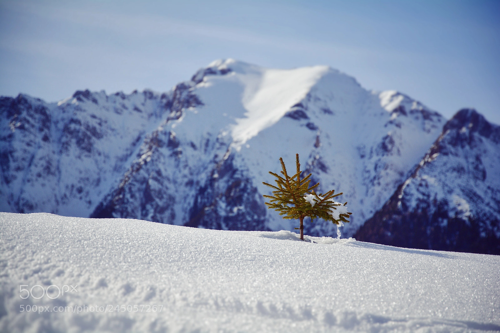 Nikon D5200 sample photo. Little tree in the photography