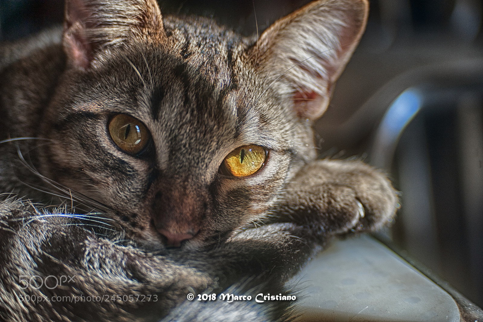 Nikon D700 sample photo. Il sole negli occhi.. photography