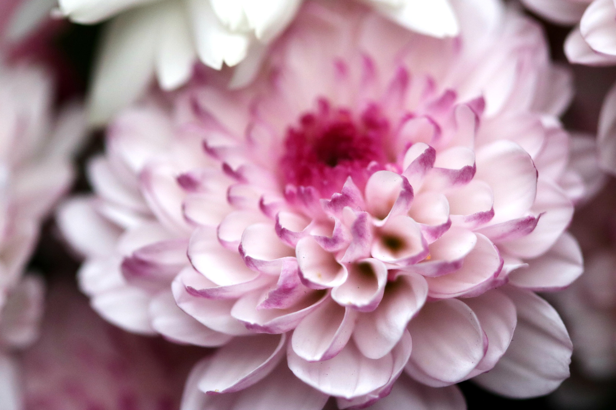 Canon EF 100mm F2.8 Macro USM sample photo. Flowers photography