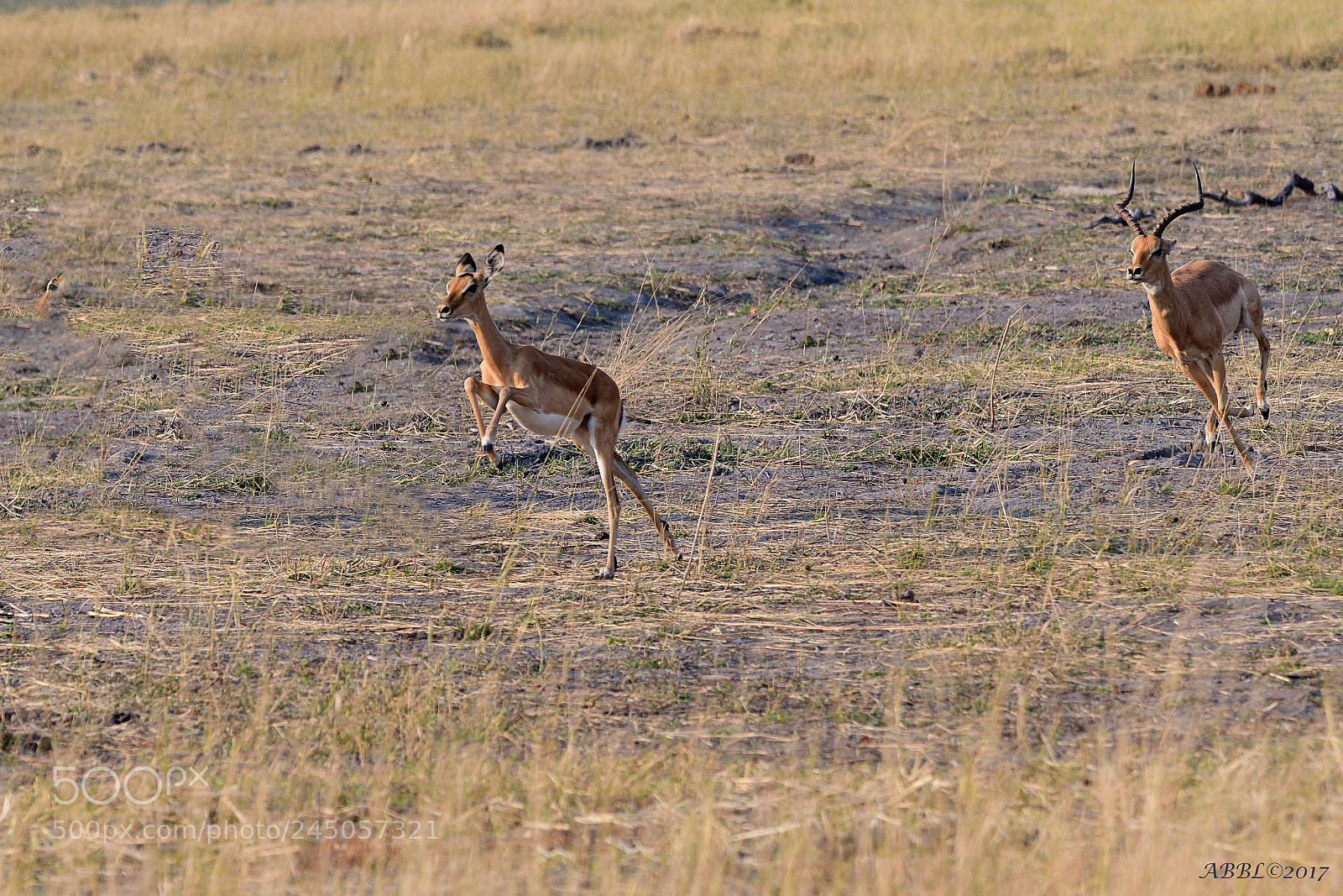 Nikon D500 sample photo. This female has so photography
