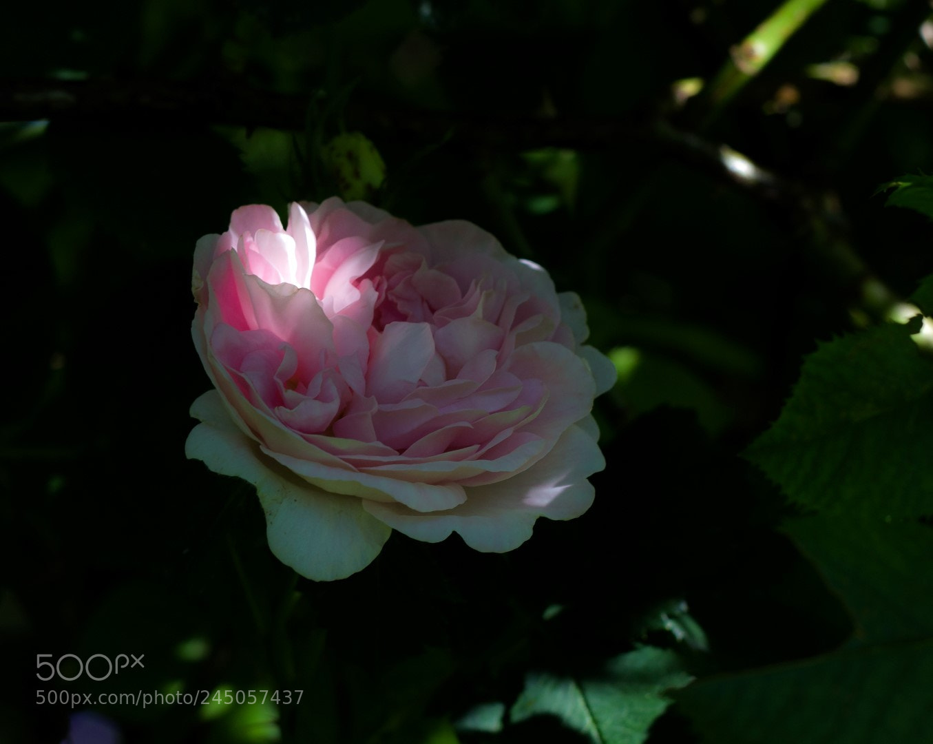 Canon EOS 1200D (EOS Rebel T5 / EOS Kiss X70 / EOS Hi) sample photo. Rose photography