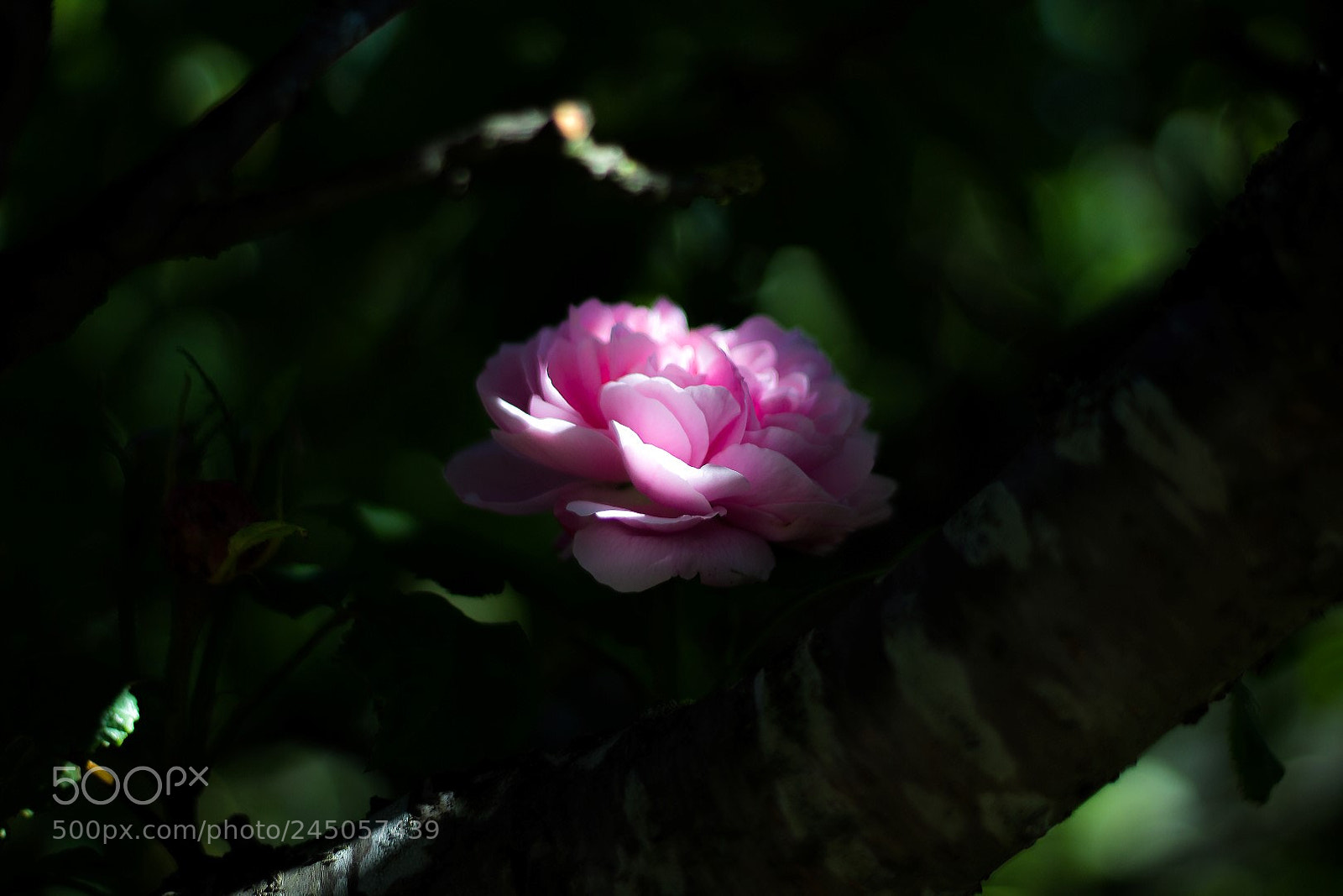 Canon EOS 1200D (EOS Rebel T5 / EOS Kiss X70 / EOS Hi) sample photo. Rose photography