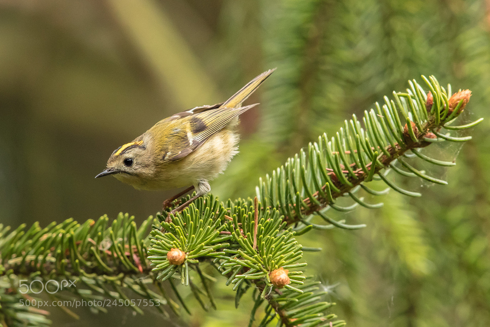 Canon EOS-1D X Mark II sample photo. Goldcrest photography