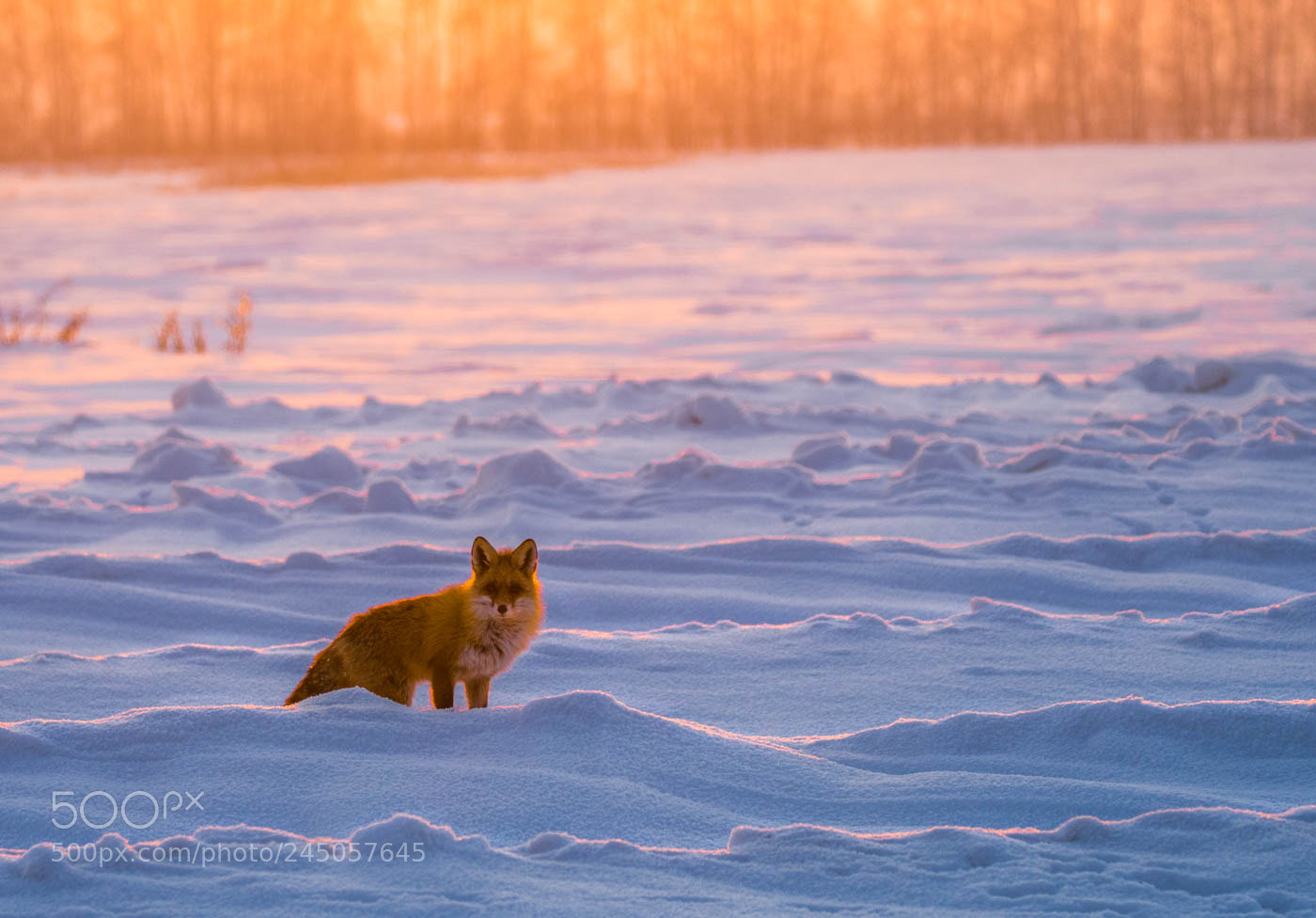 Nikon D500 sample photo. Fox photography