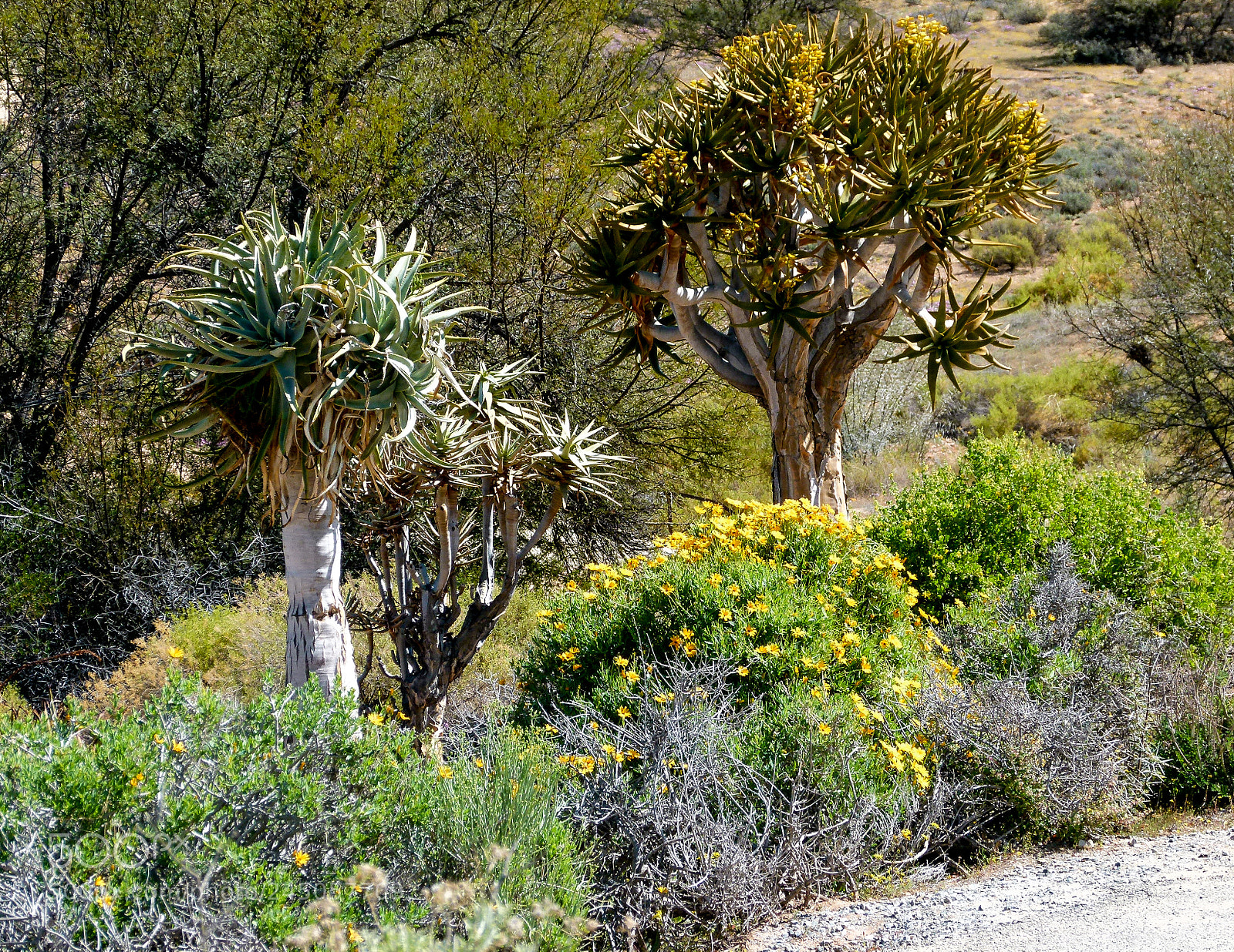 Panasonic Lumix DMC-FZ100 sample photo. South african spring photography
