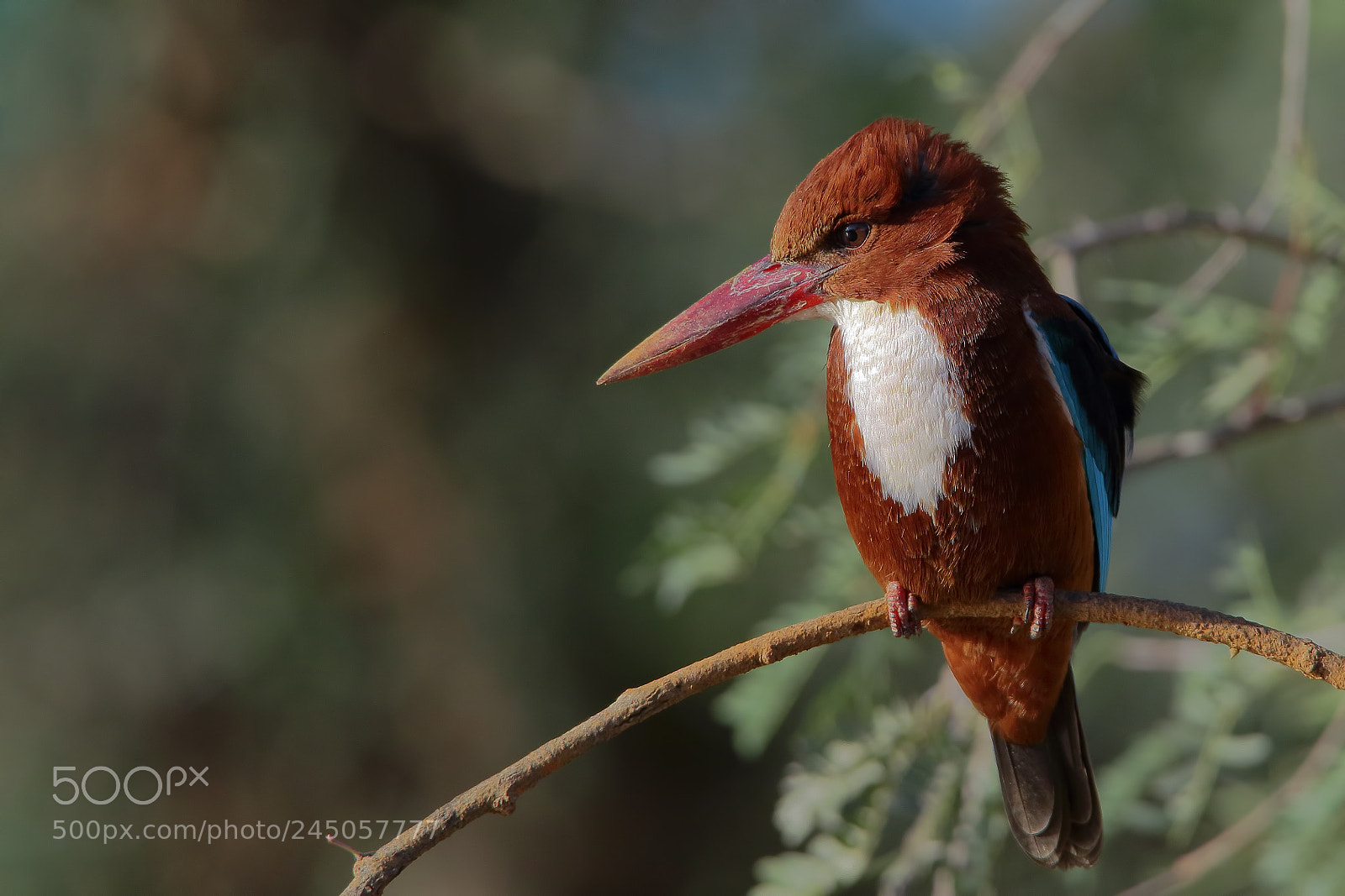 Canon EOS 7D Mark II sample photo. White-breasted kingfisher photography