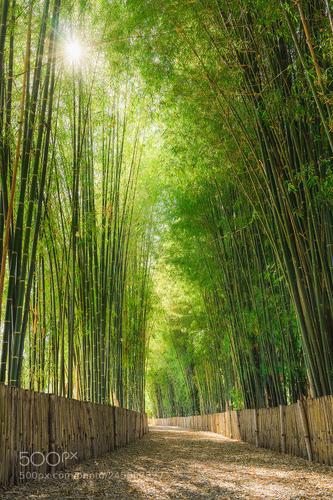 Sony a7 II sample photo. Bamboo photography