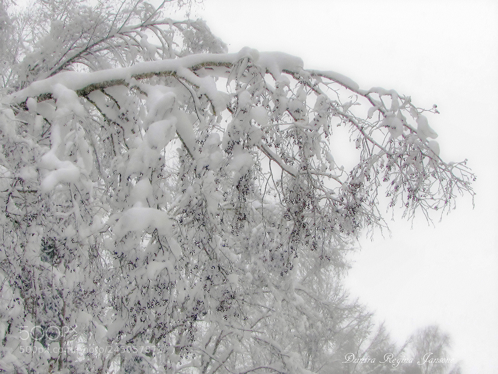 Canon PowerShot SX20 IS sample photo. Tree under snow photography