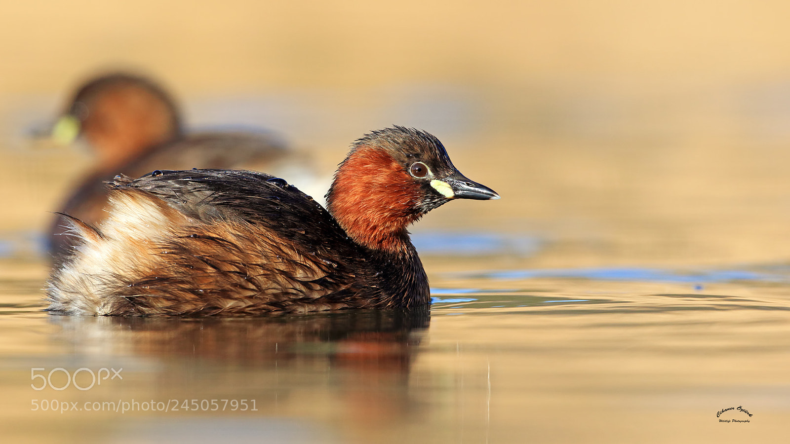 Canon EOS 7D Mark II sample photo. Little grebe. photography