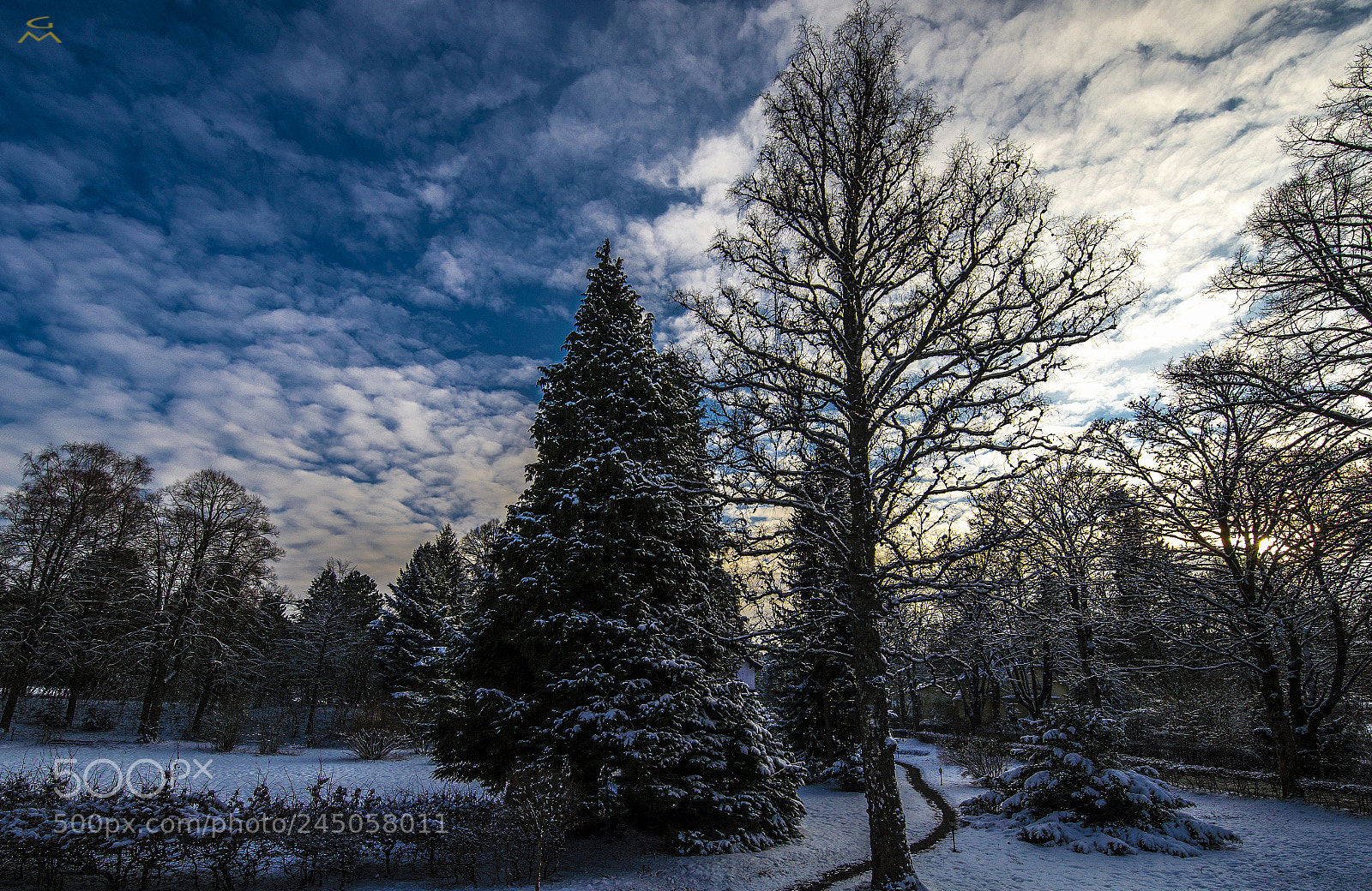 Nikon D4 sample photo. Winter at the park photography