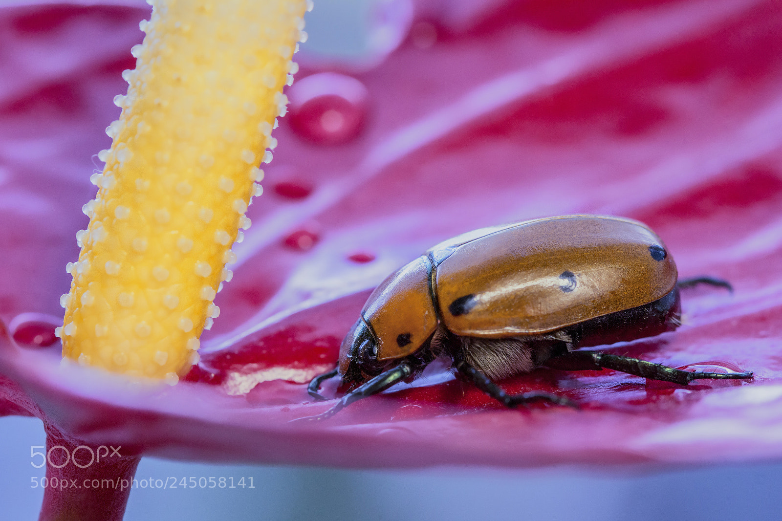 Canon EOS 60D sample photo. Grapevine beetle photography