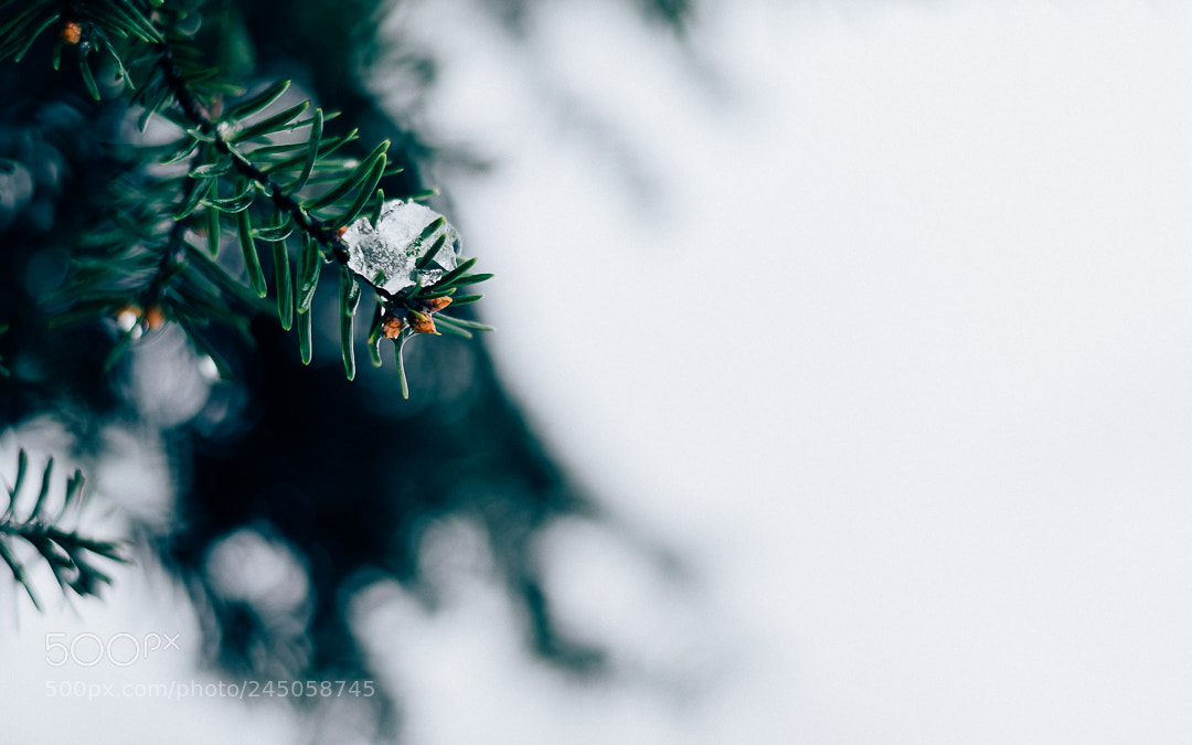 Nikon D5100 sample photo. Winter photography
