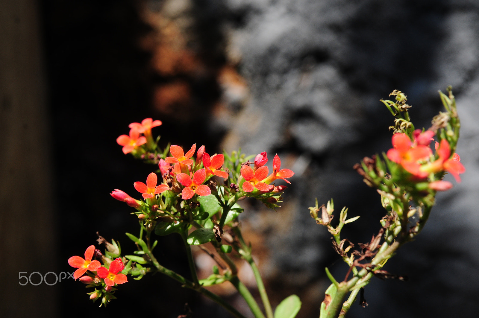 Nikon D300S sample photo. Beautiful red flowers photography