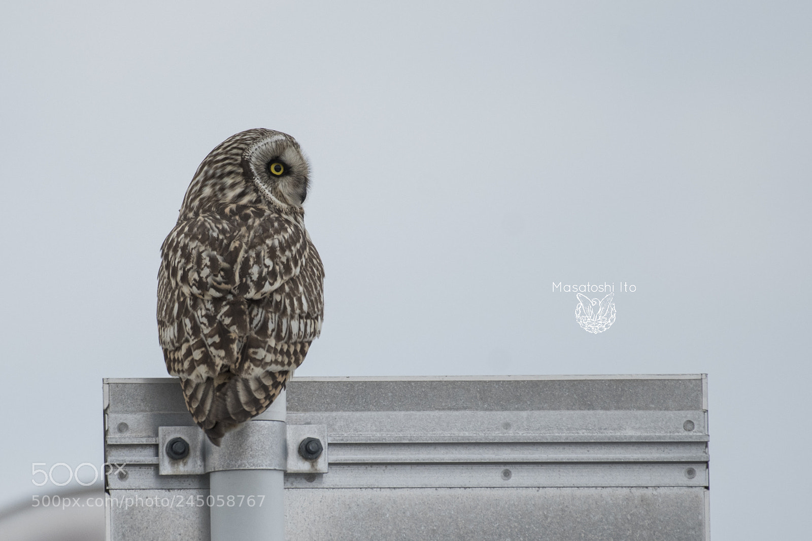 Nikon D500 sample photo. Short-eared owl photography