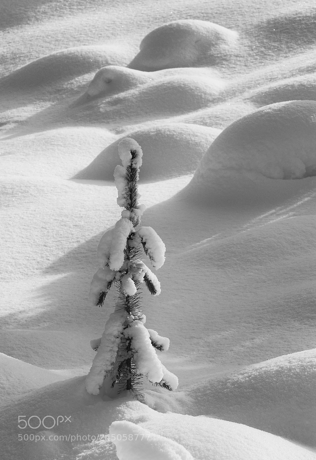 Nikon D80 sample photo. Simplicity photography