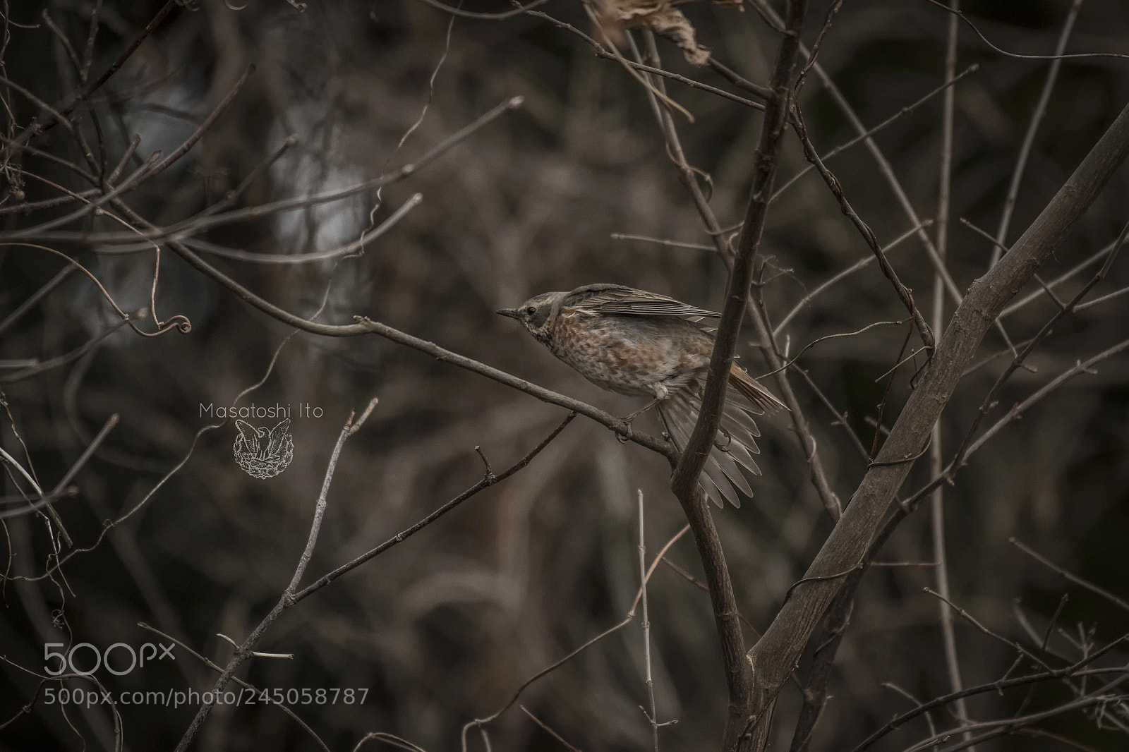 Nikon D500 sample photo. Naumann's thrush photography