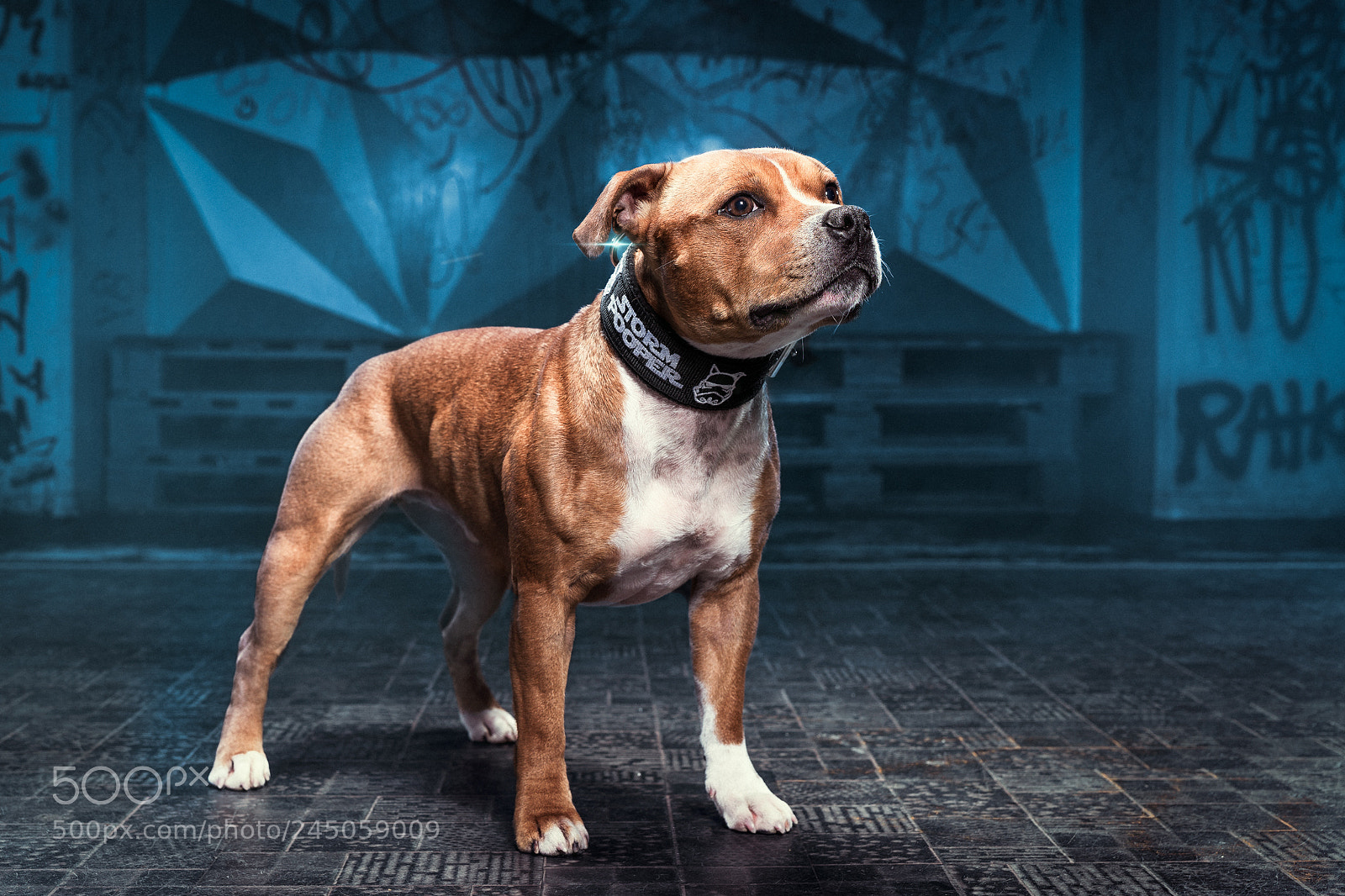 Nikon D610 sample photo. Stormpoopers photography