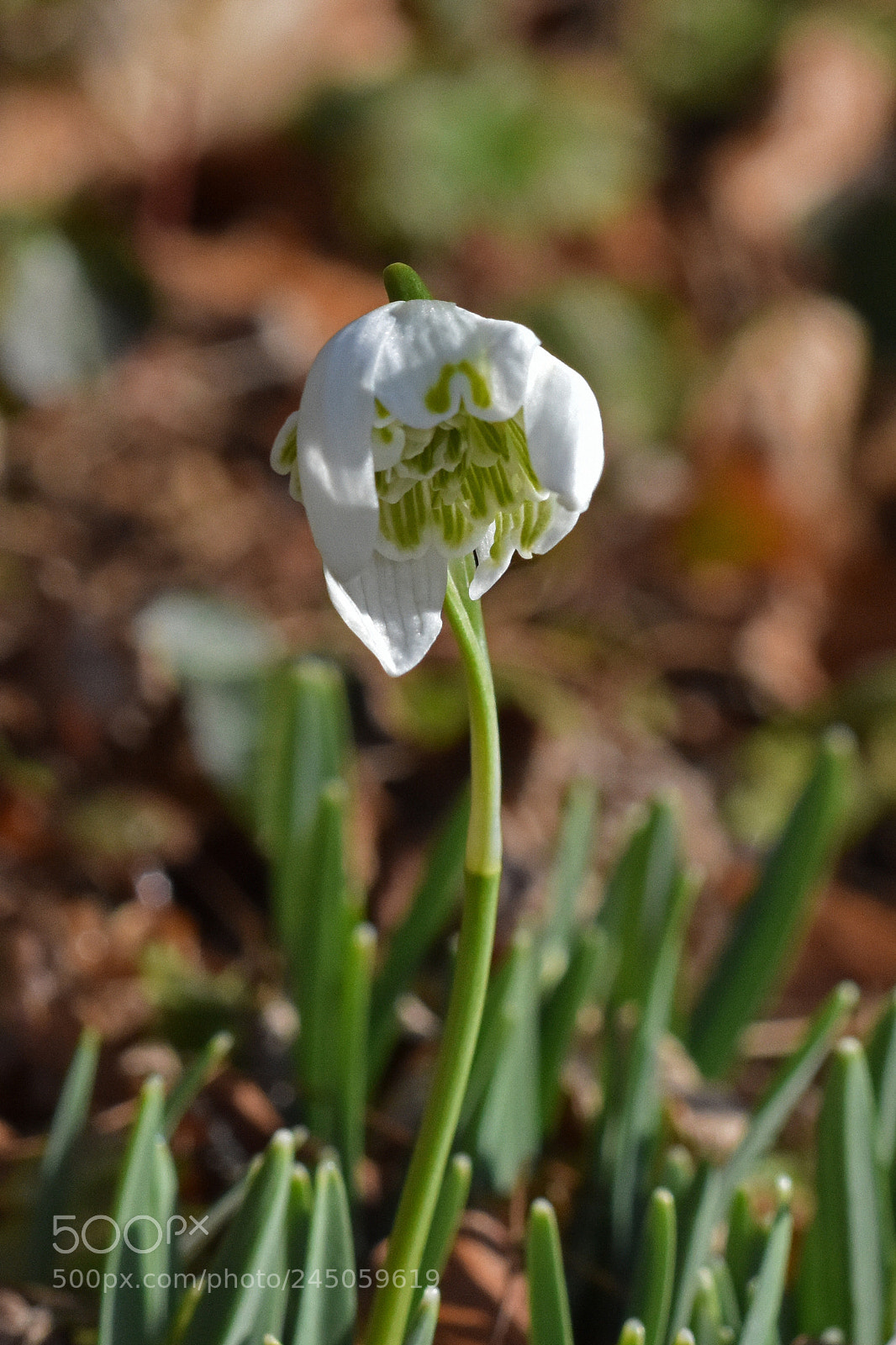 Nikon D7200 sample photo. Little snowdrop photography