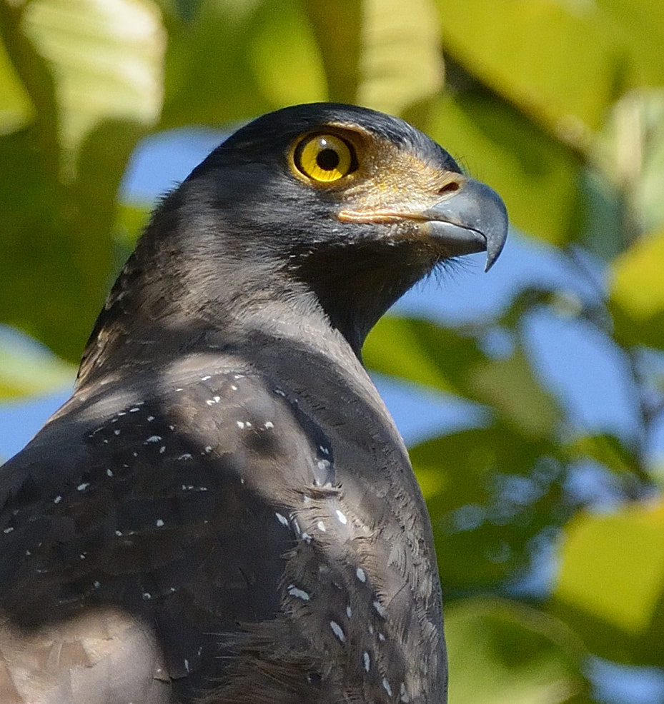 Nikon D7100 + Sigma 150-600mm F5-6.3 DG OS HSM | C sample photo. Crested serpent eagle photography