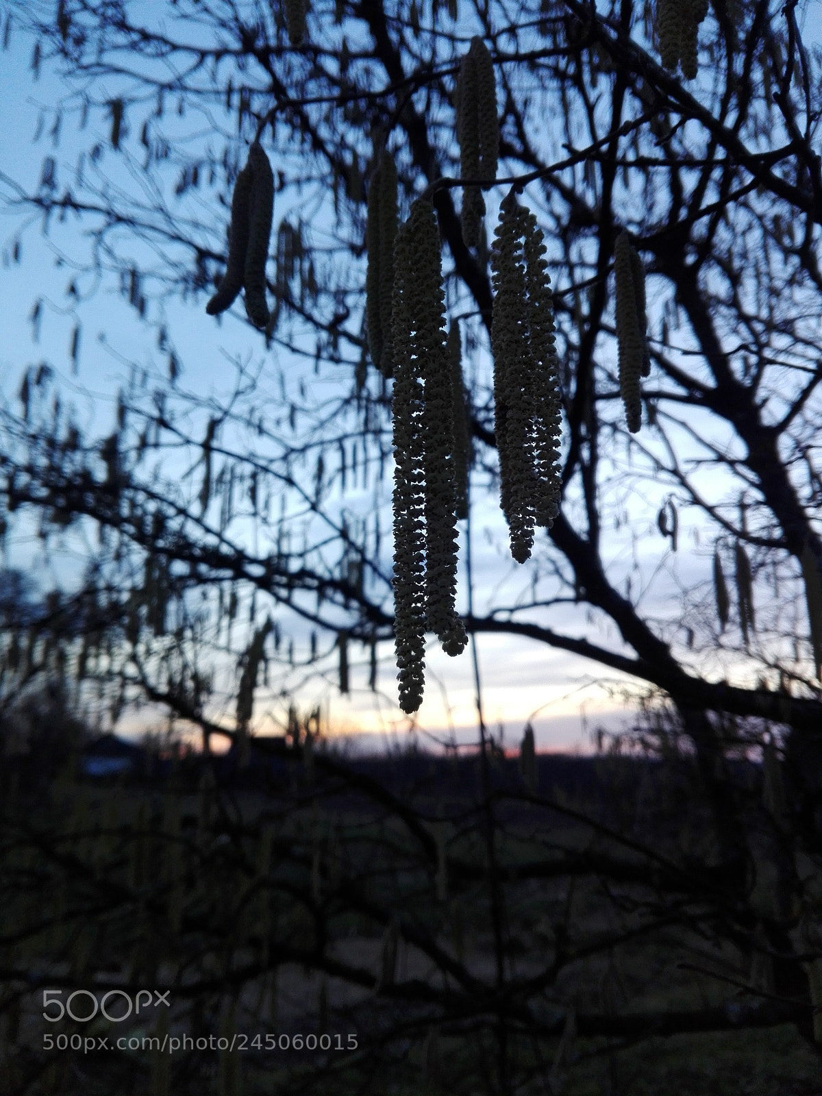 HUAWEI P8 Lite sample photo. Hazel tree photography