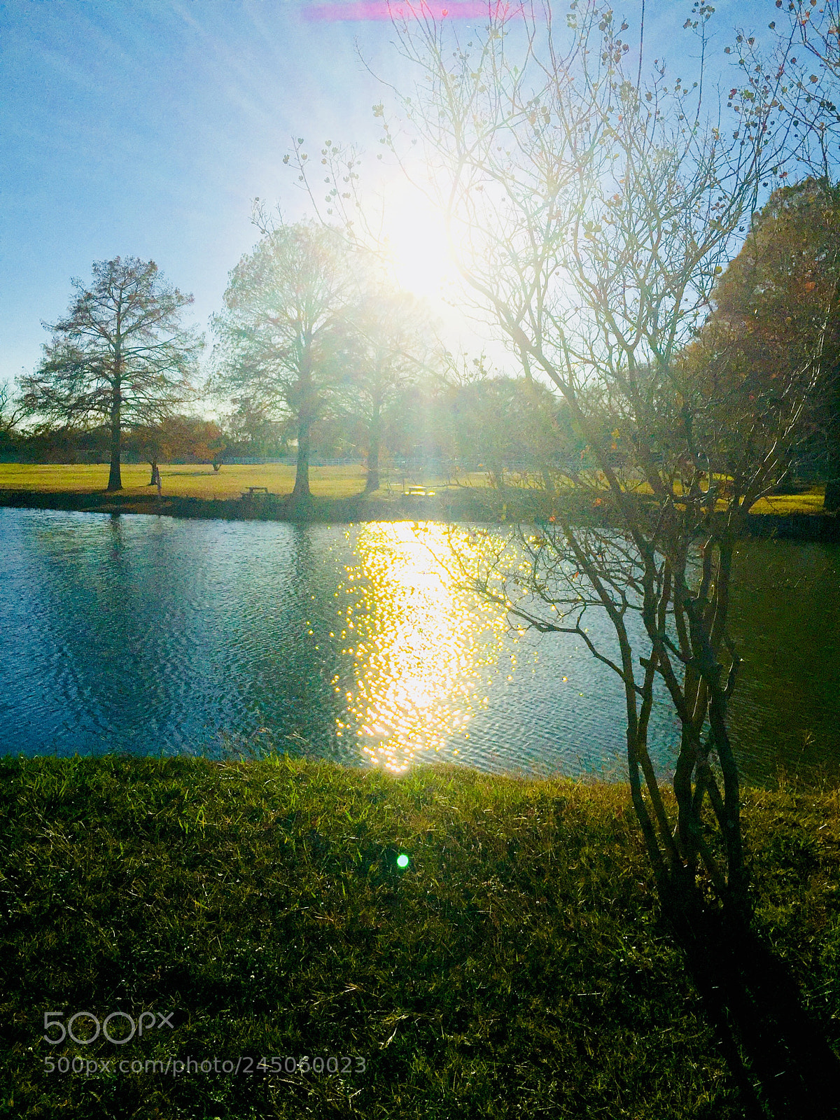 Apple iPhone 6 sample photo. Walk in the park photography