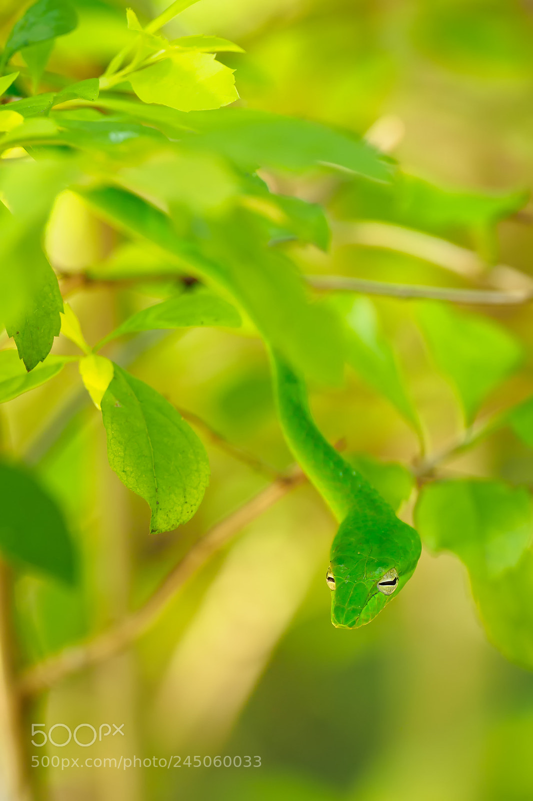 Olympus OM-D E-M1 Mark II sample photo. Thailand | oriental whip snake photography