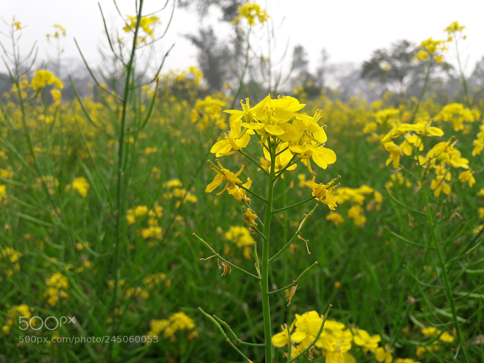Samsung Galaxy J7 Neo sample photo. সরিষা ক্ষেত - mustard plant photography
