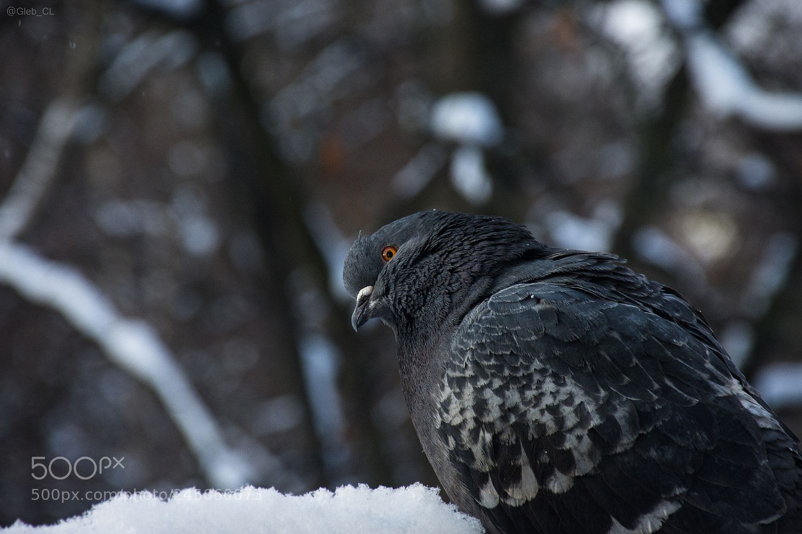 Nikon D7200 sample photo. Bird photography