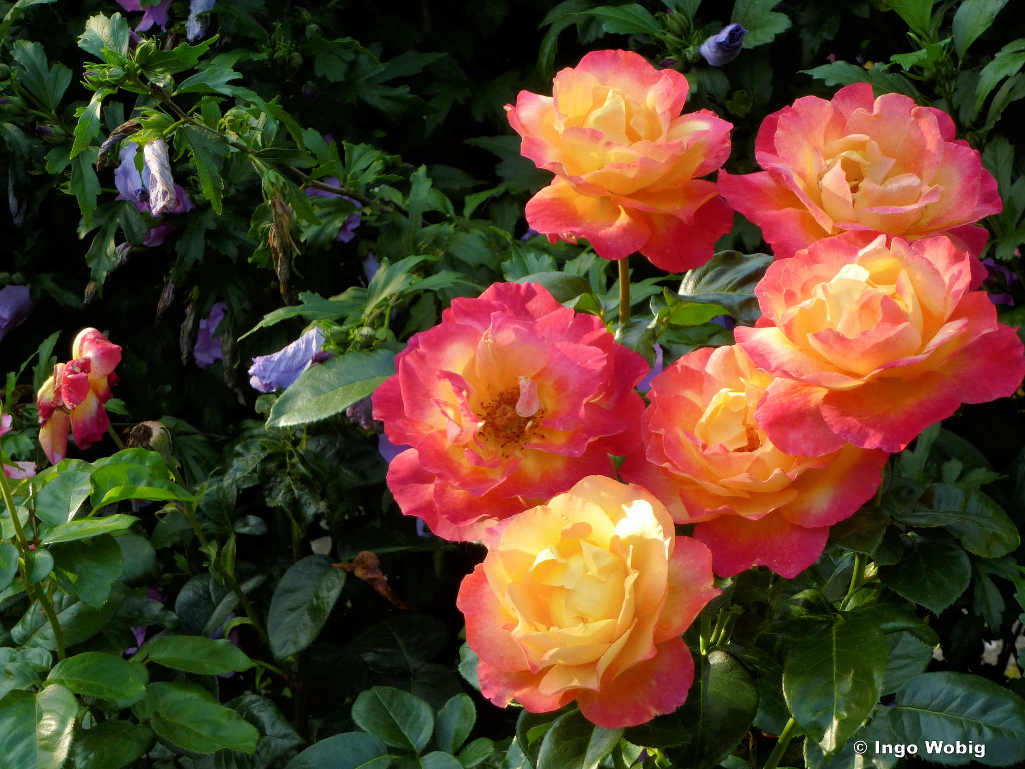 Panasonic Lumix DMC-ZS15 (Lumix DMC-TZ25) sample photo. Roses and hibiscus photography