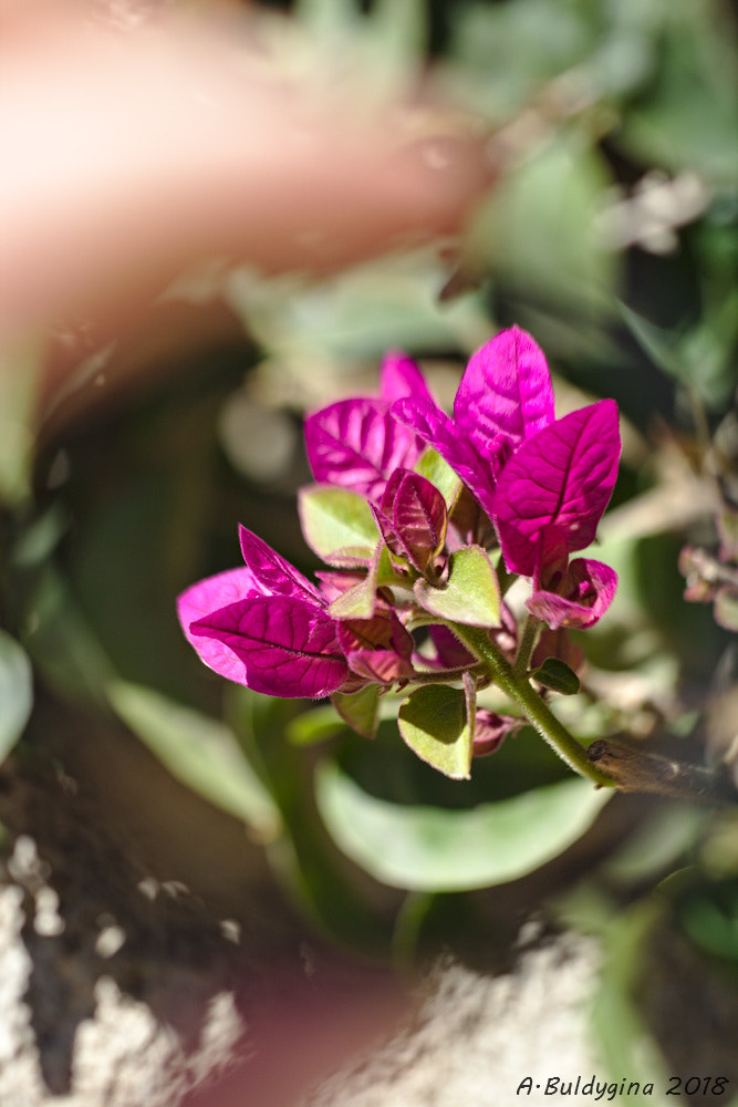 Canon EOS 650D (EOS Rebel T4i / EOS Kiss X6i) + Canon EF 40mm F2.8 STM sample photo. * photography