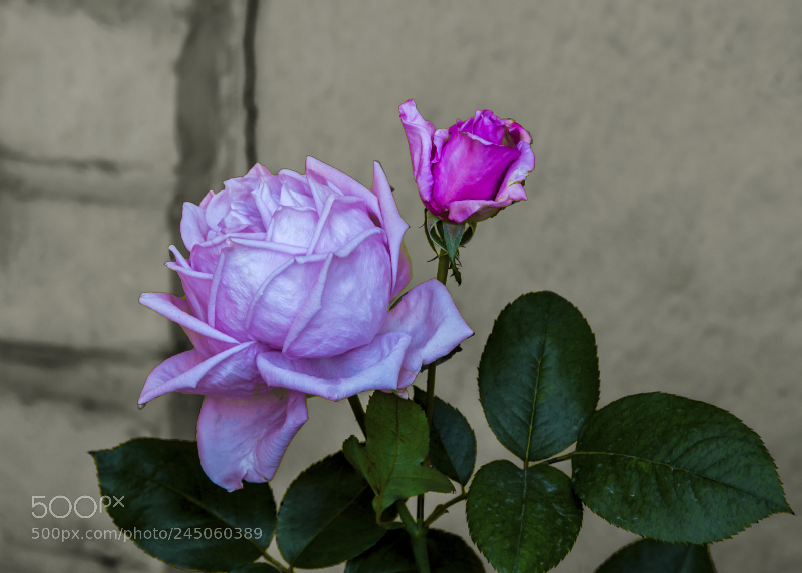 Nikon D5200 sample photo. Violet photography